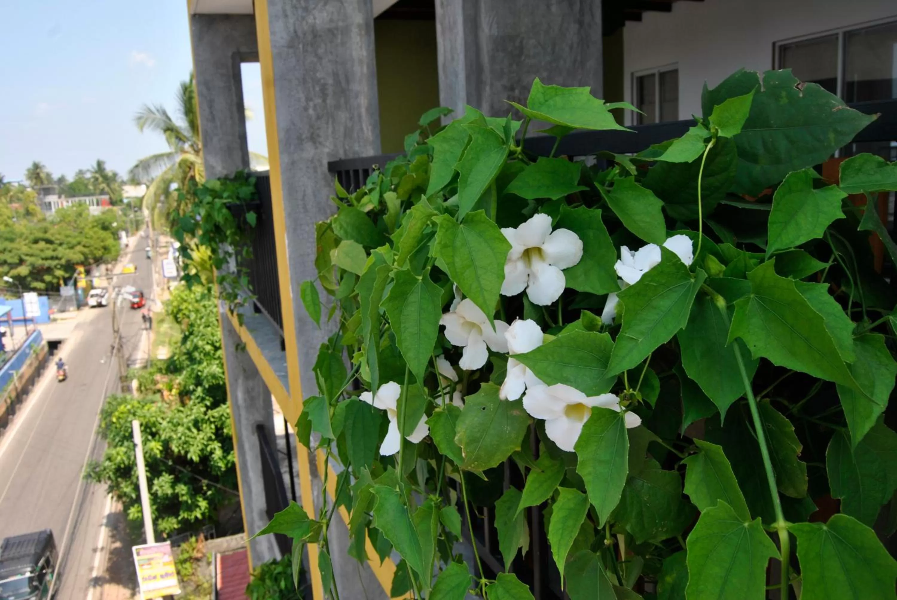 Balcony/Terrace, Garden in The Canoe