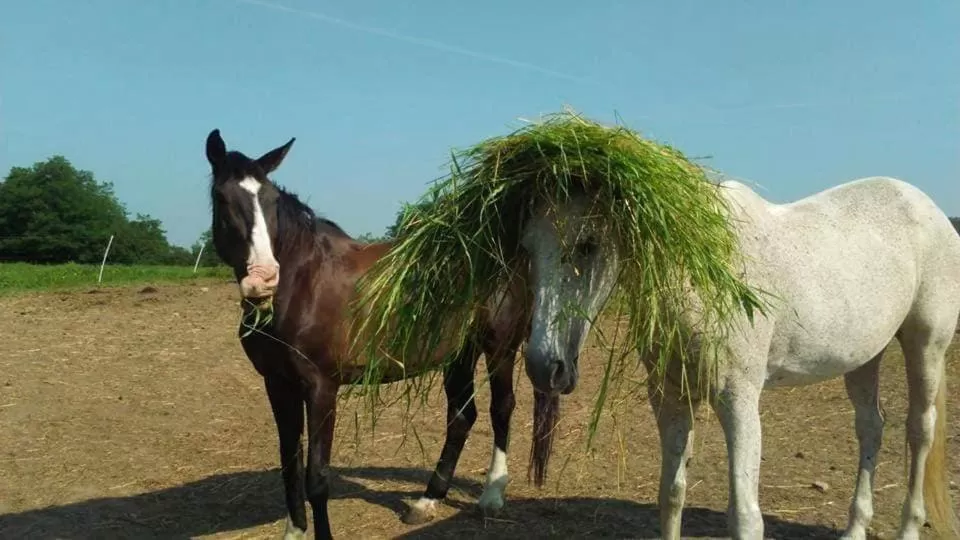 Horse-riding, Other Animals in Spa & Pool Apartment Hotel - Restaurant VILLA IVICA