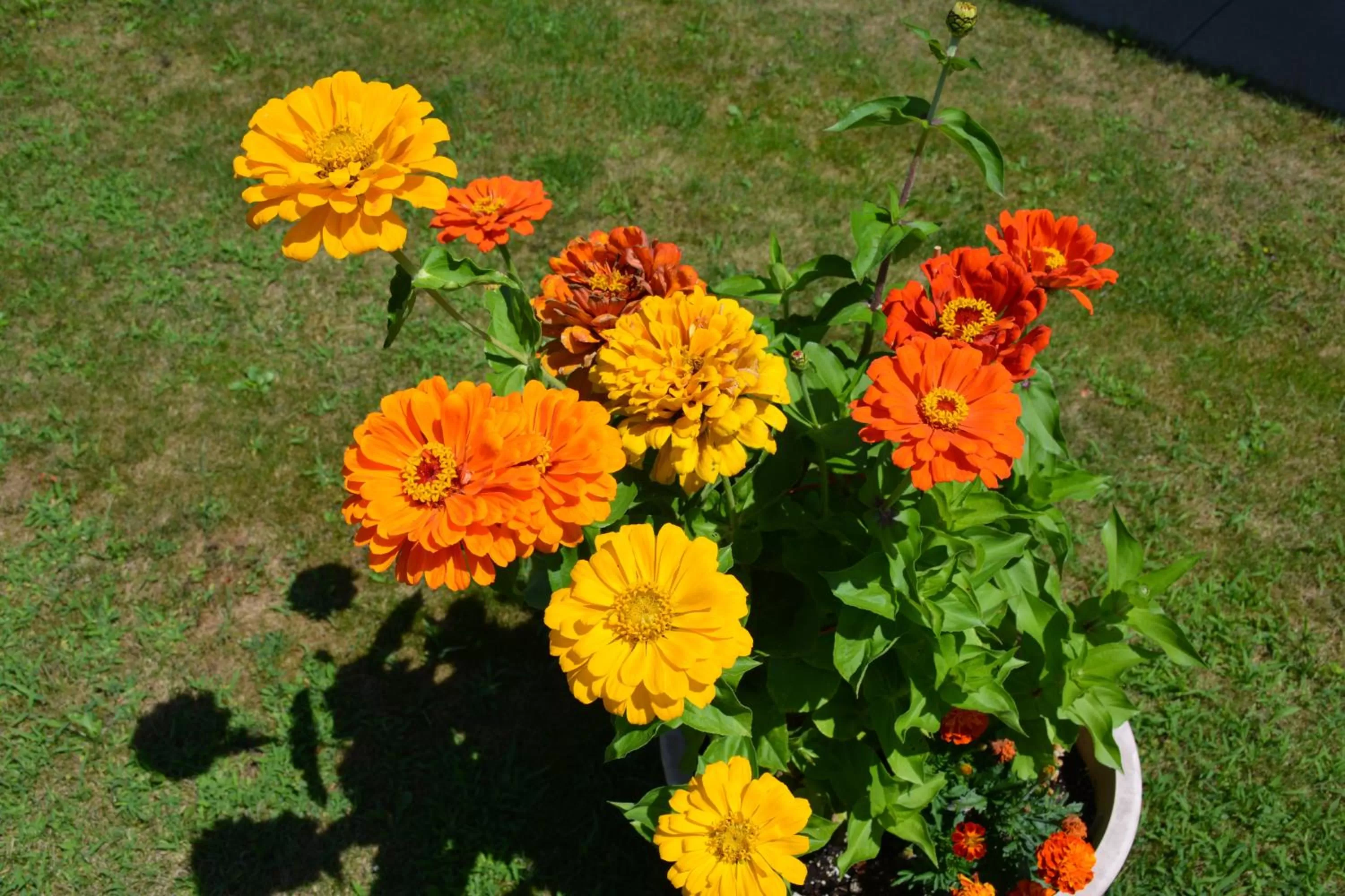 Garden in The Village Motel