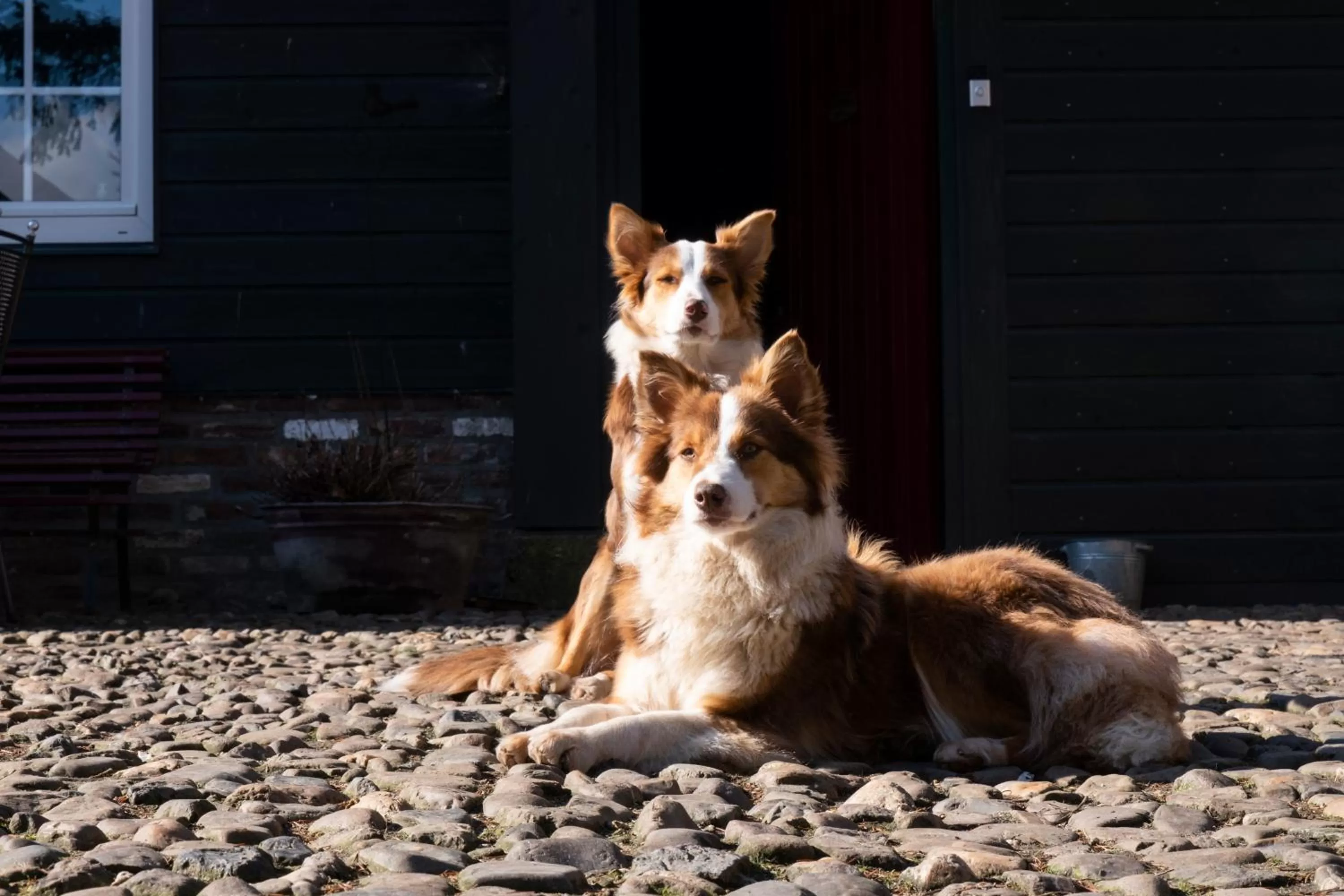 Pets in Meschermolen
