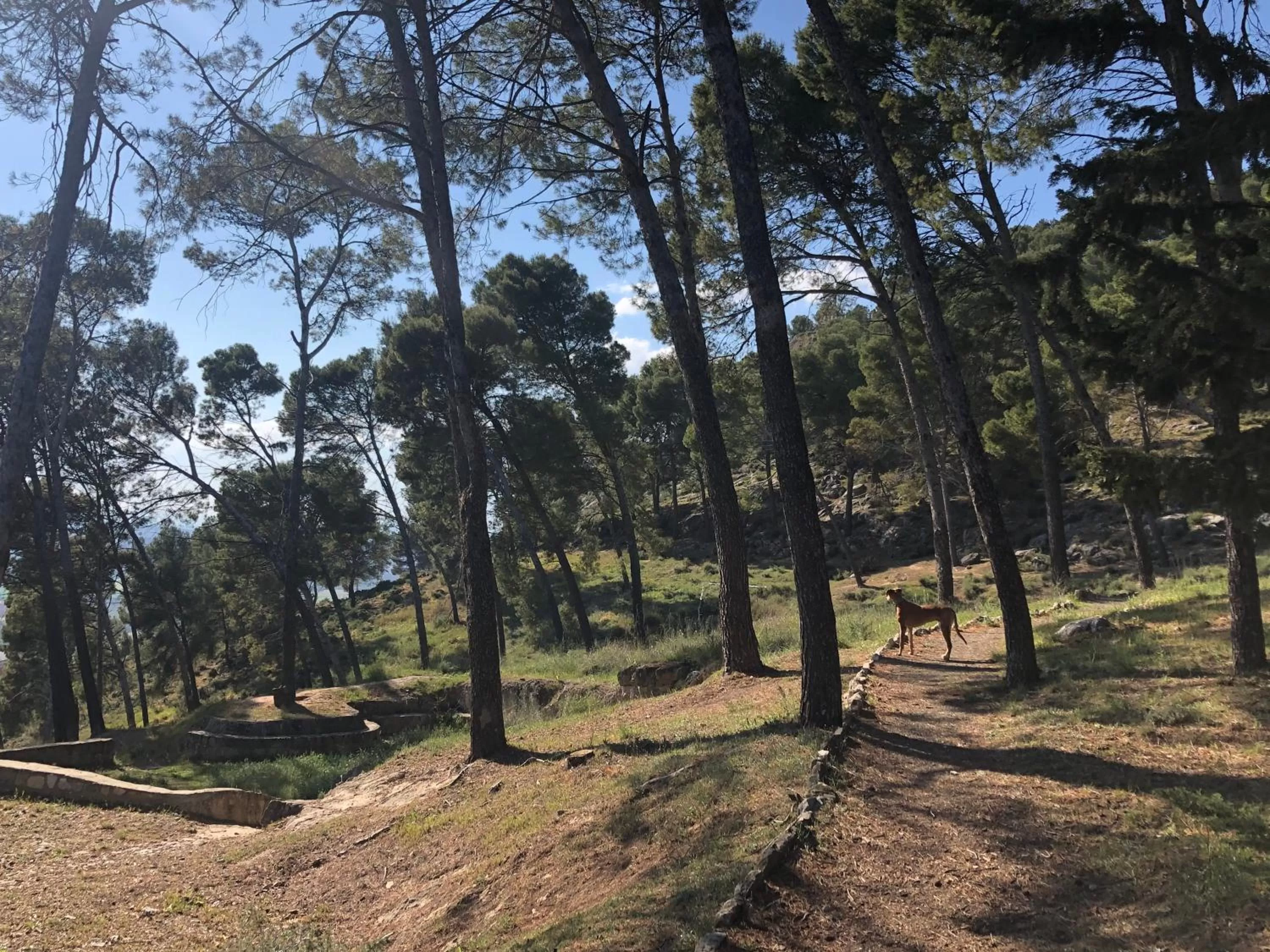 Natural landscape in Almohalla51