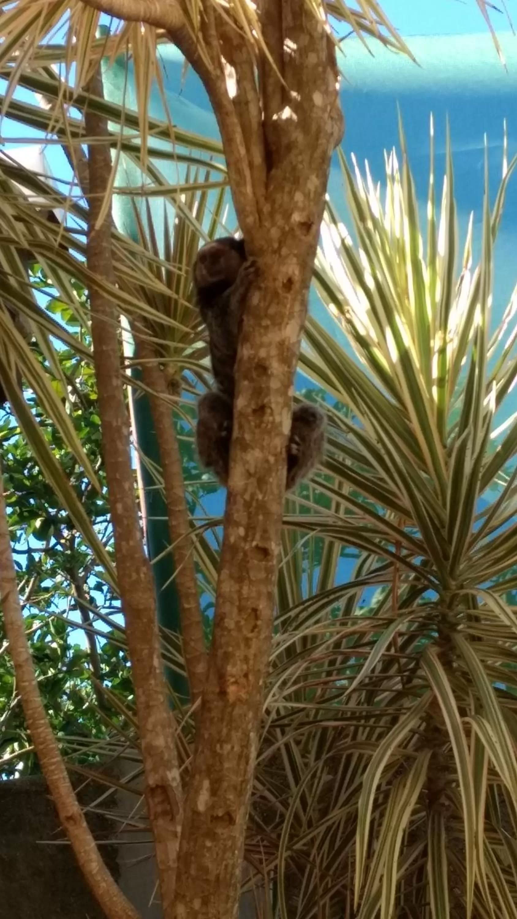 Other Animals in Pousada Santa Genoveva campeche