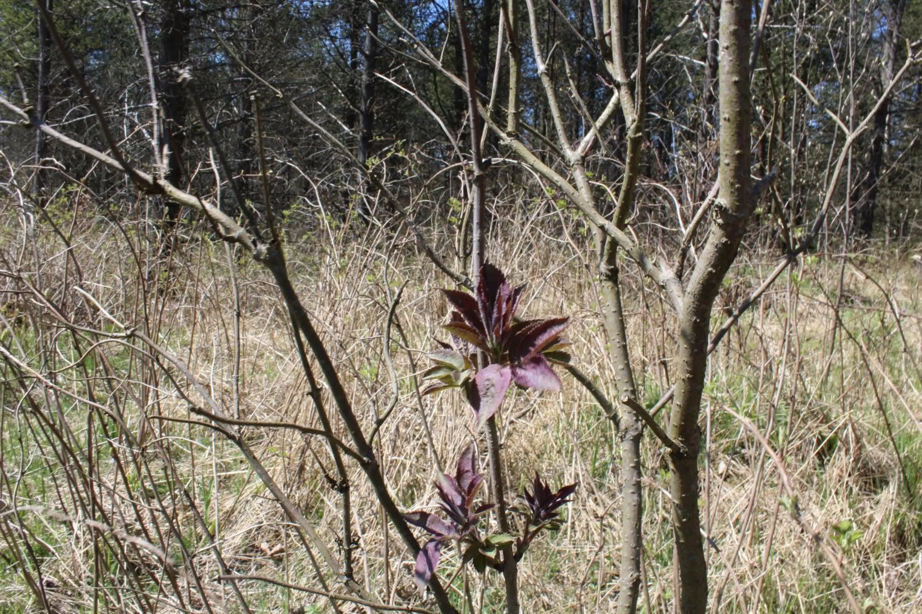 Natural landscape, Other Animals in Waldgasthof Bad Einsiedel