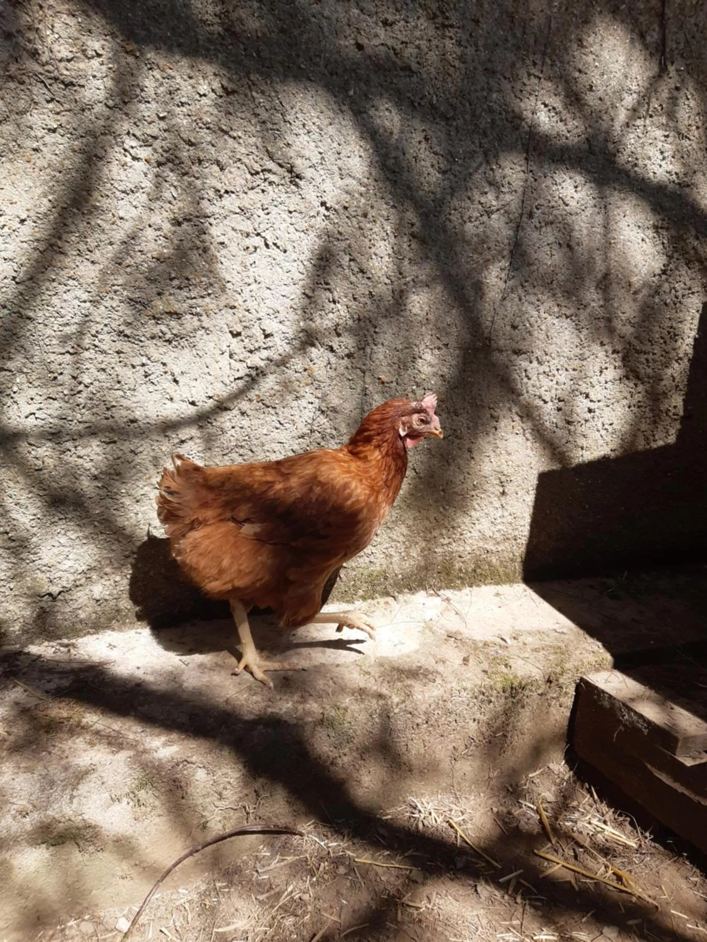 Animals in Au Charme de l'Eure