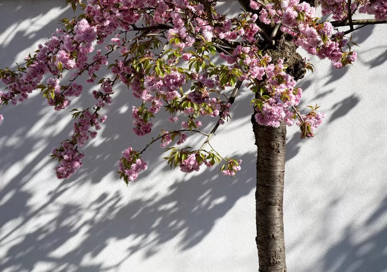 Garden in The Greenhouse