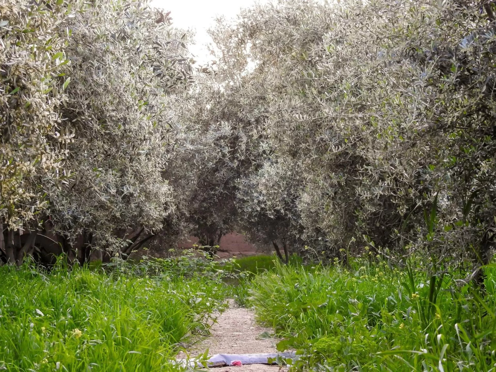 Garden in Le Bleu House
