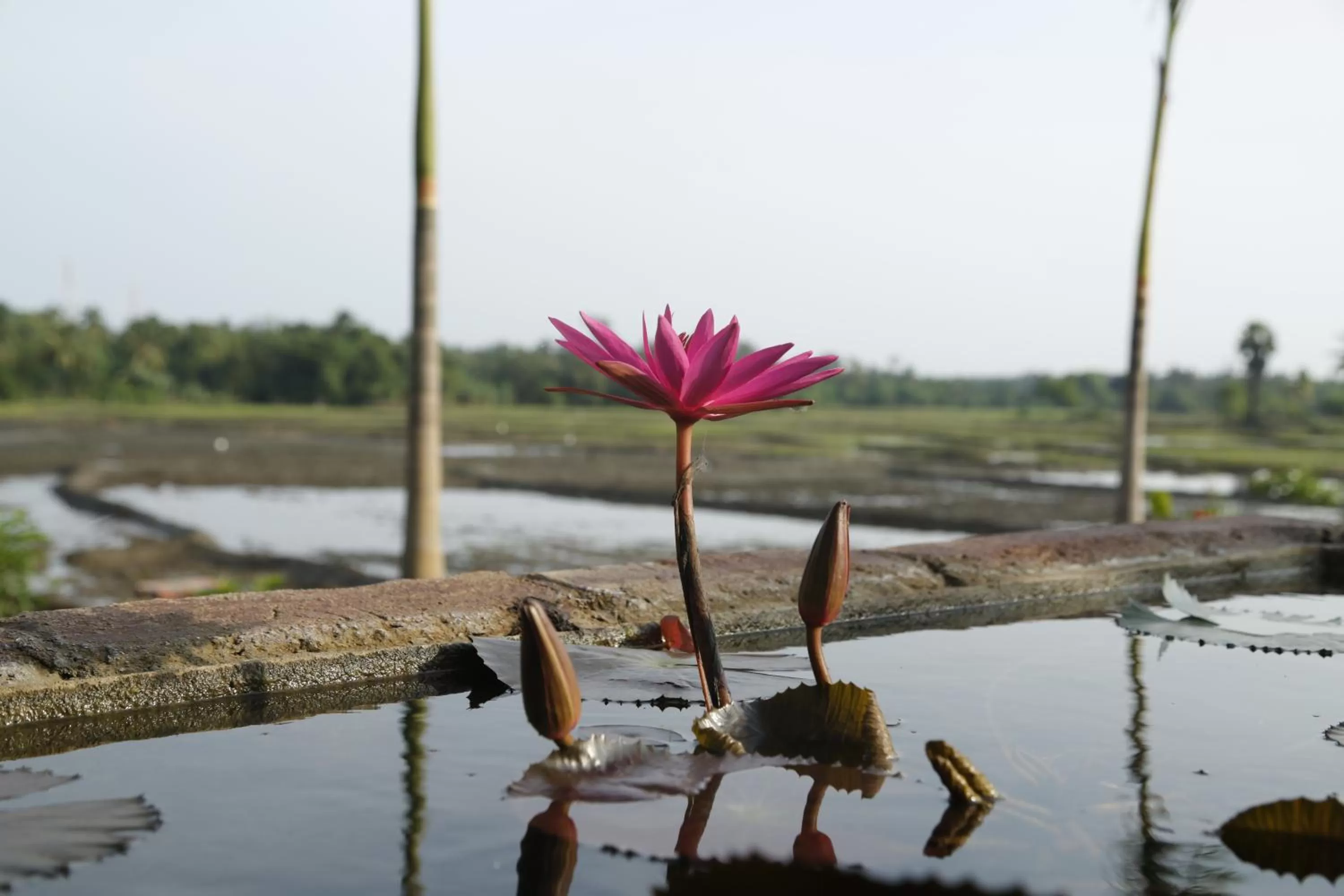 View (from property/room) in Ruins Chaaya Hotel