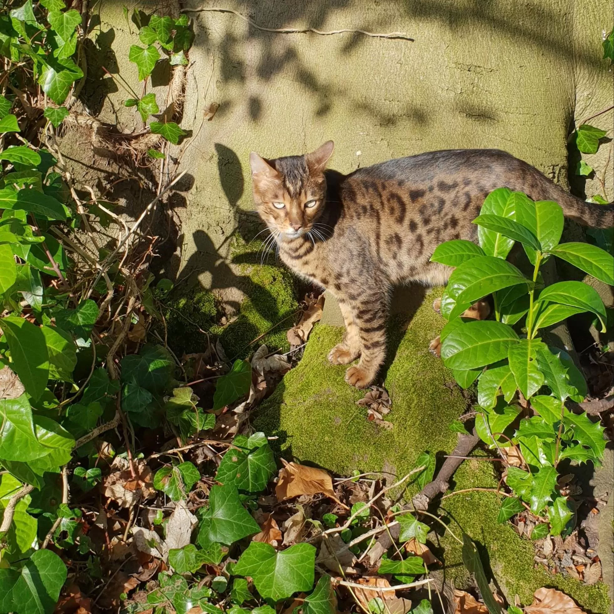 Garden in les Myrrhophores et Spa, Chambres d'Hôtes et Gîtes de charme