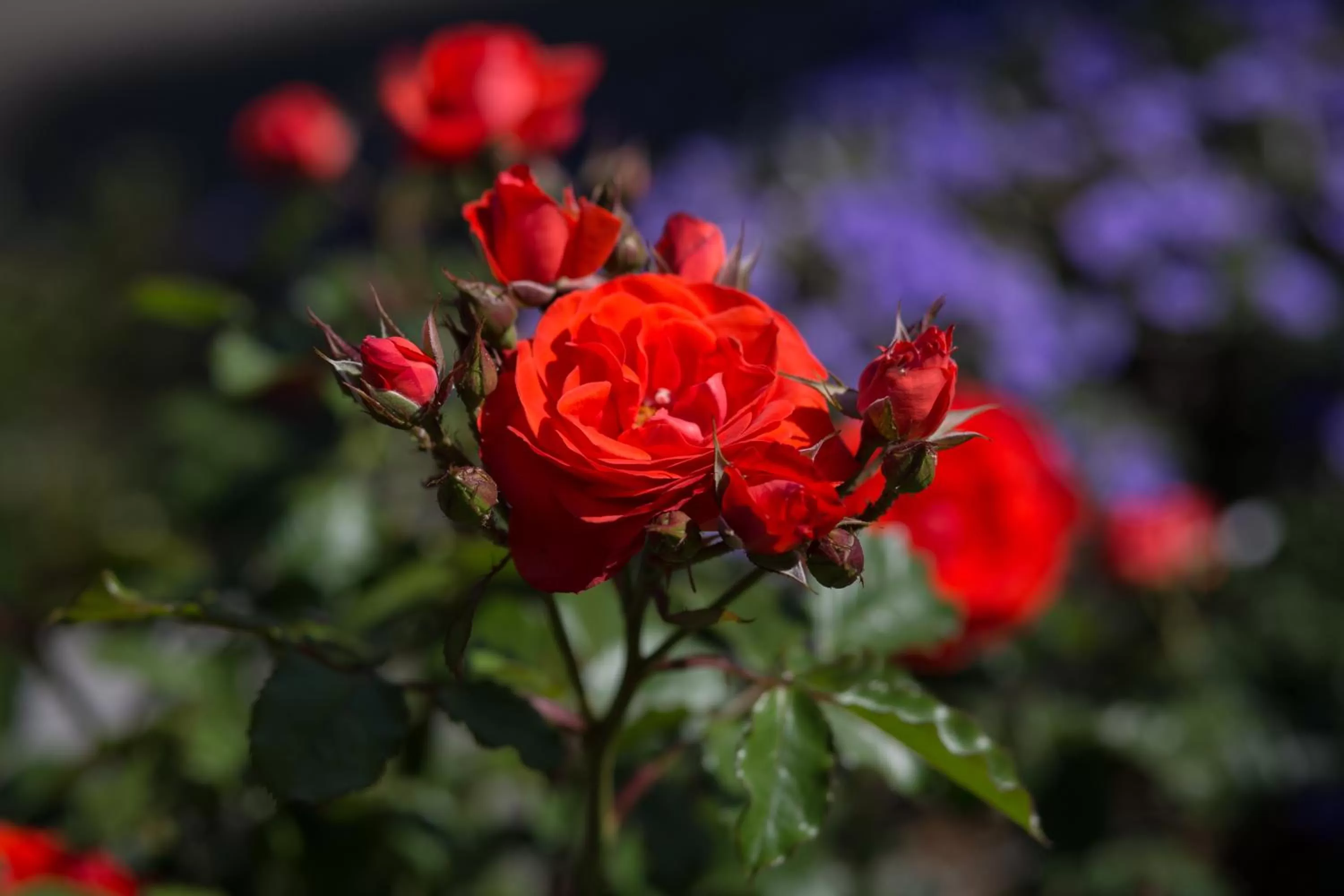 Garden in Willows Motel