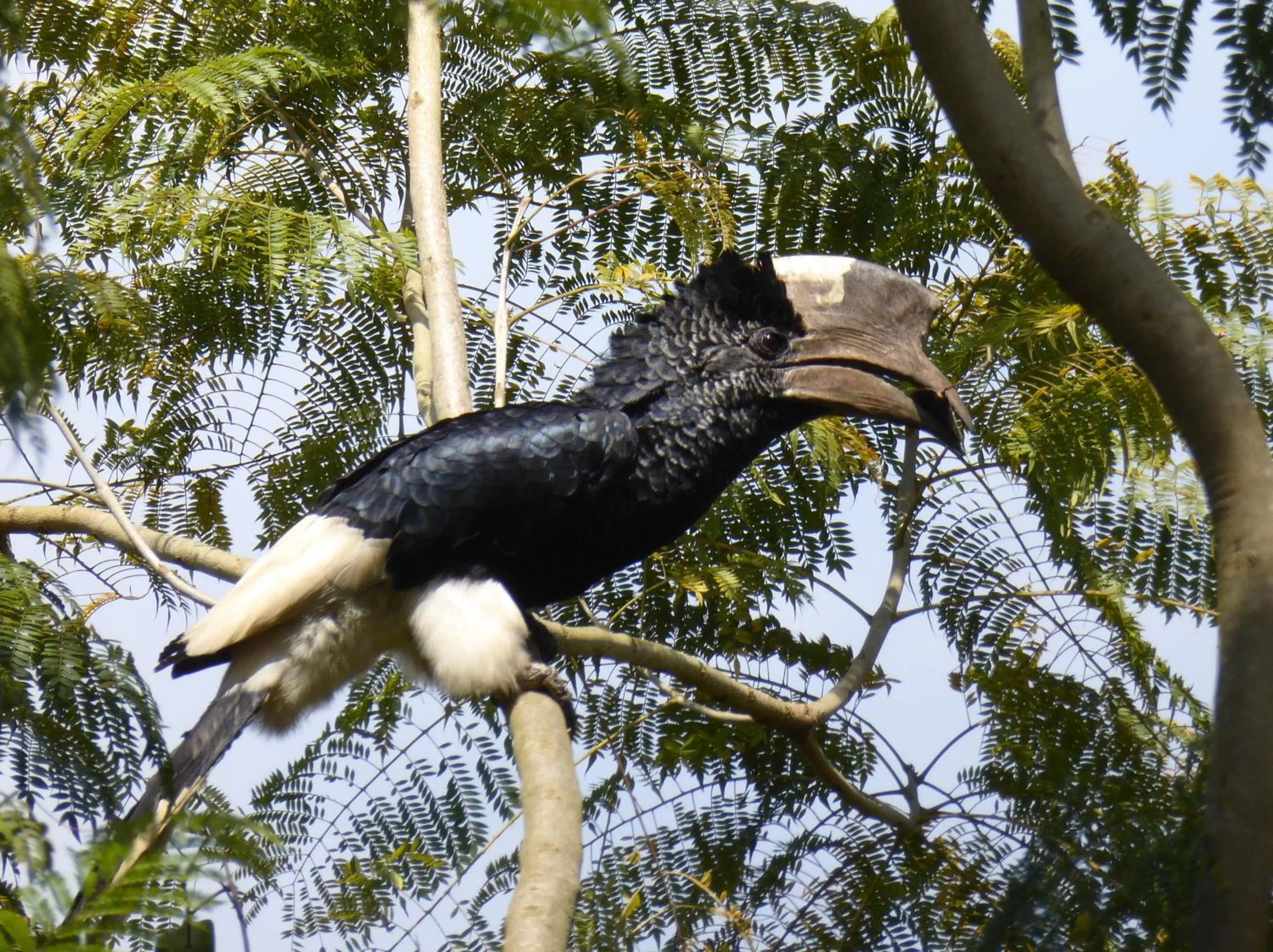 Garden in ViaVia Entebbe