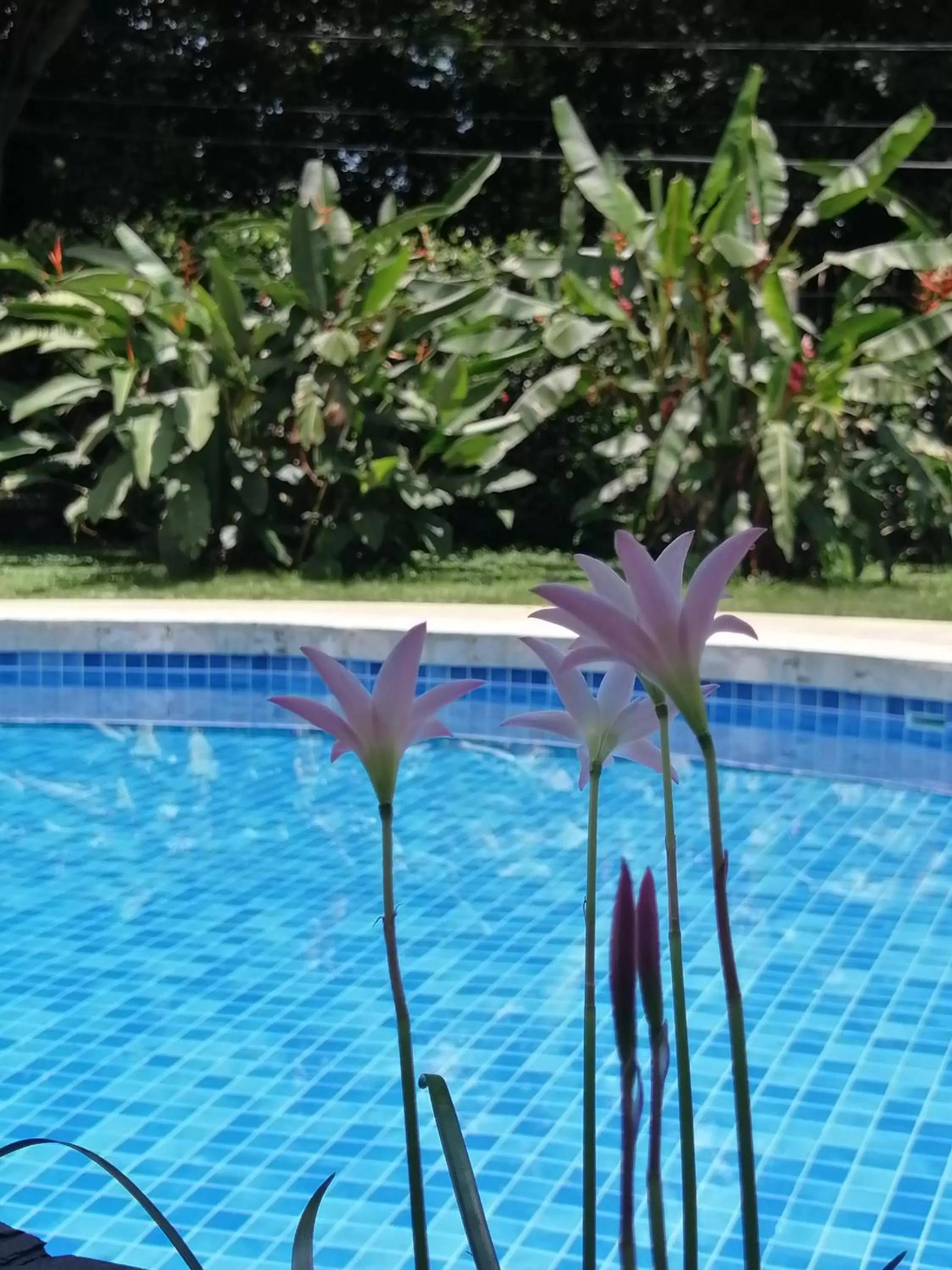 Swimming Pool in Hotel-Boutique Patampa