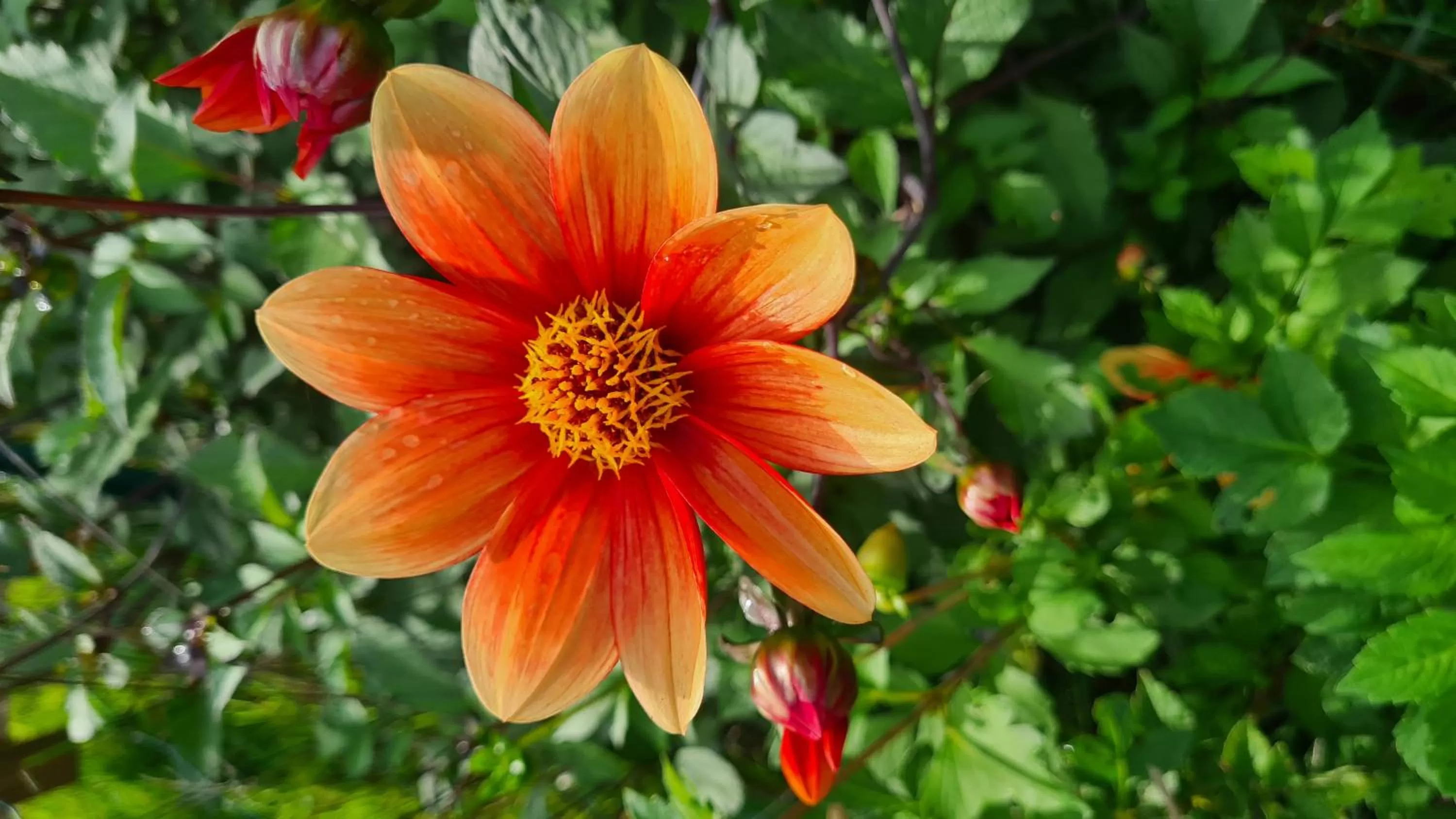 Garden in lesroses1680