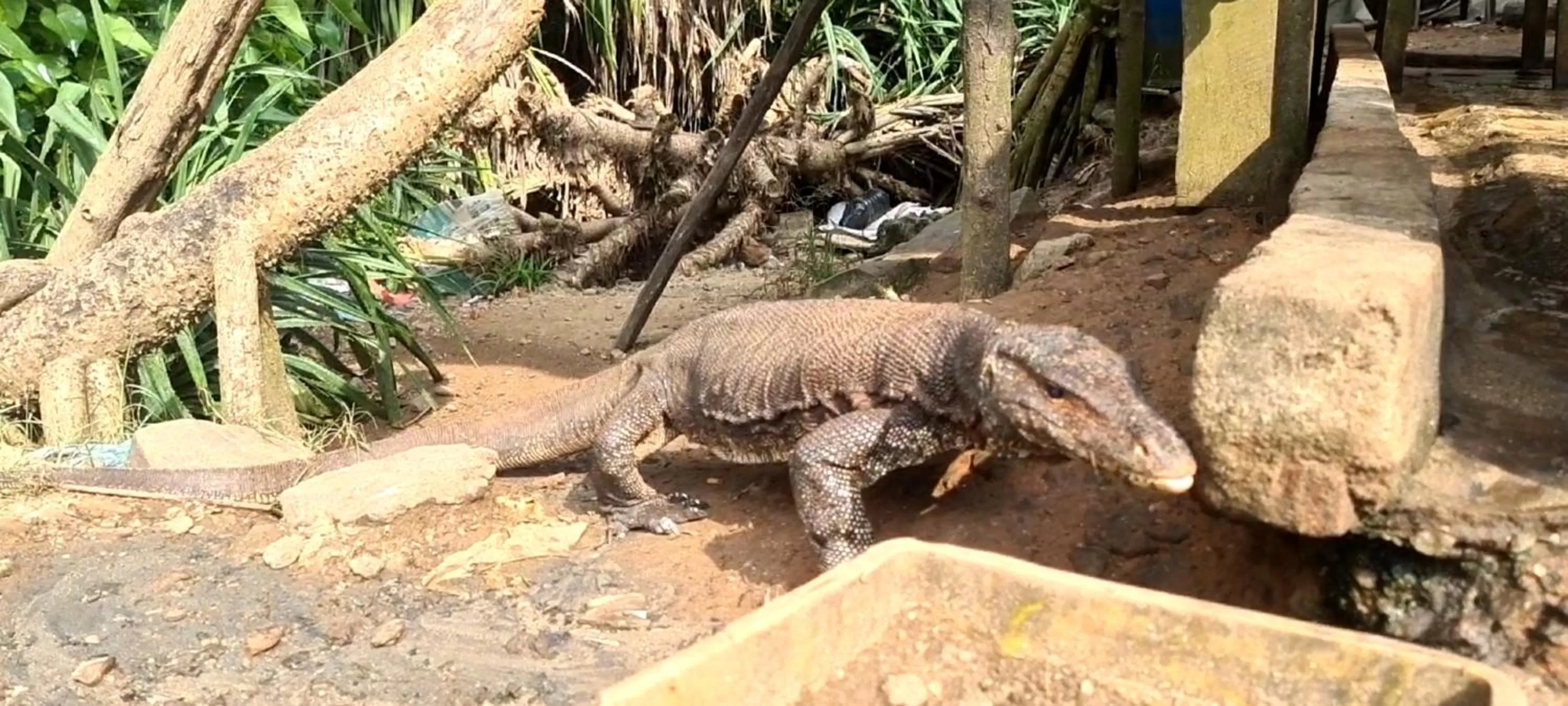 Other Animals in Jungle river humbhaha hostel