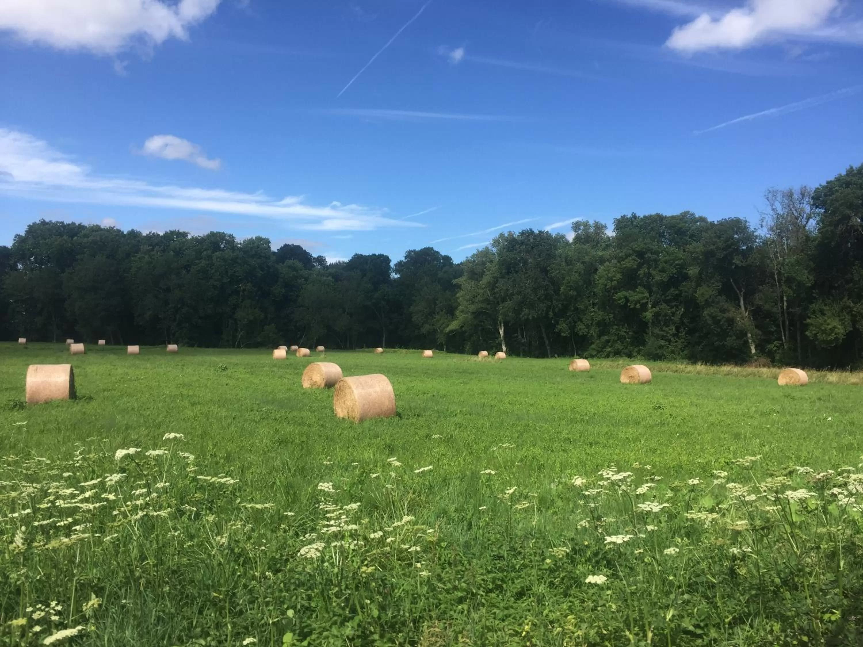 Natural landscape in Manoir de la Rémonière