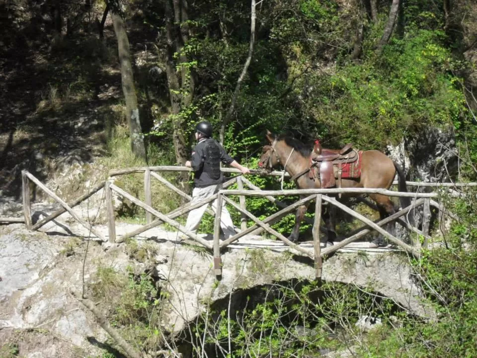Horse-riding in B&B Oliva