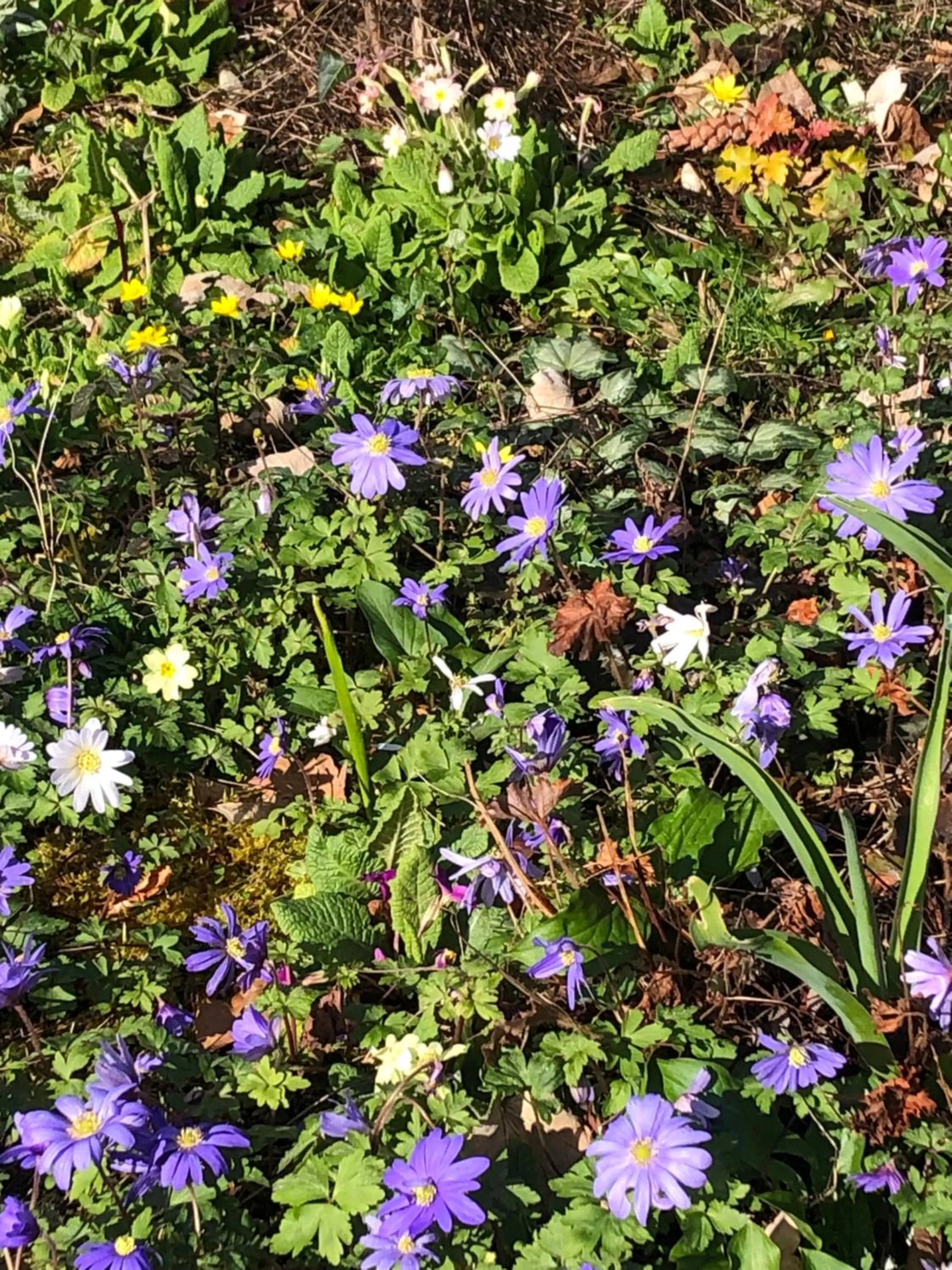 Garden in The Skreen