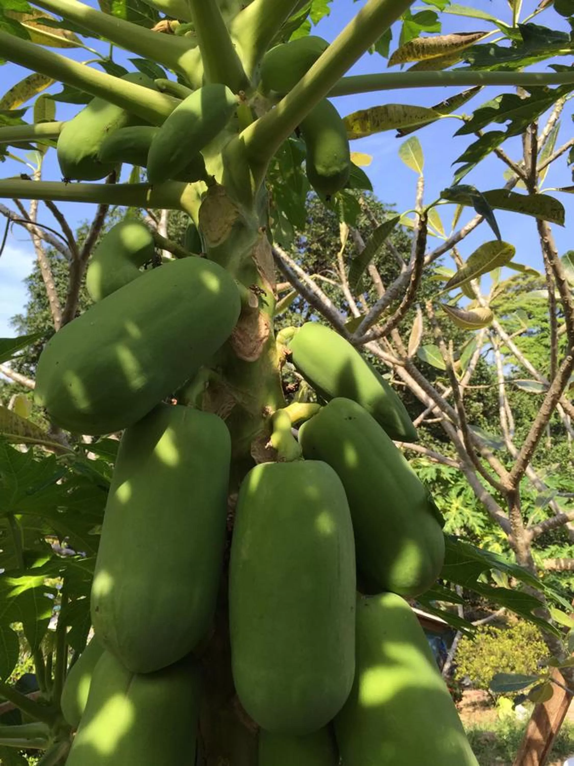 Garden, Food in Elephant & Castle