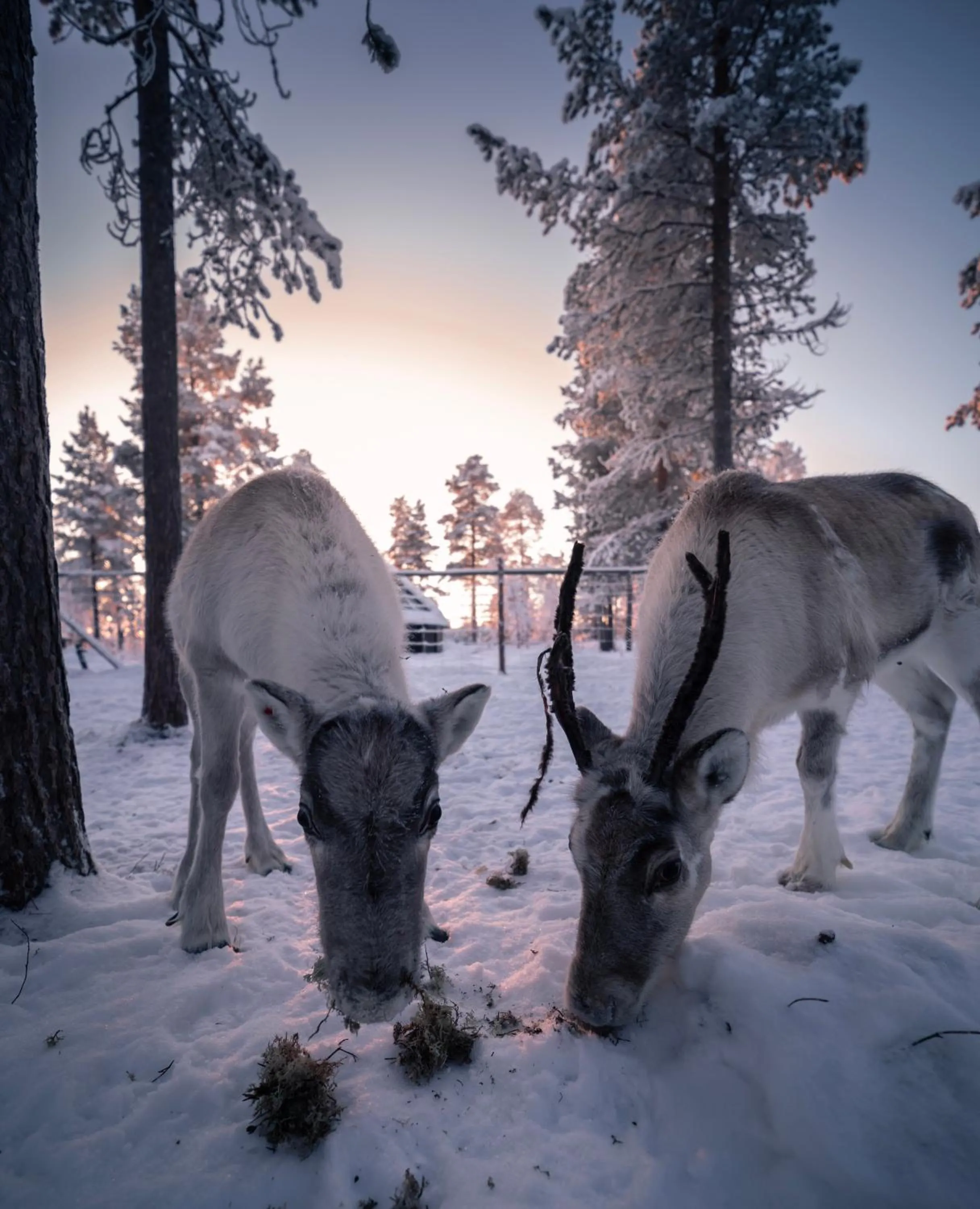 Day in Aurora Village Ivalo