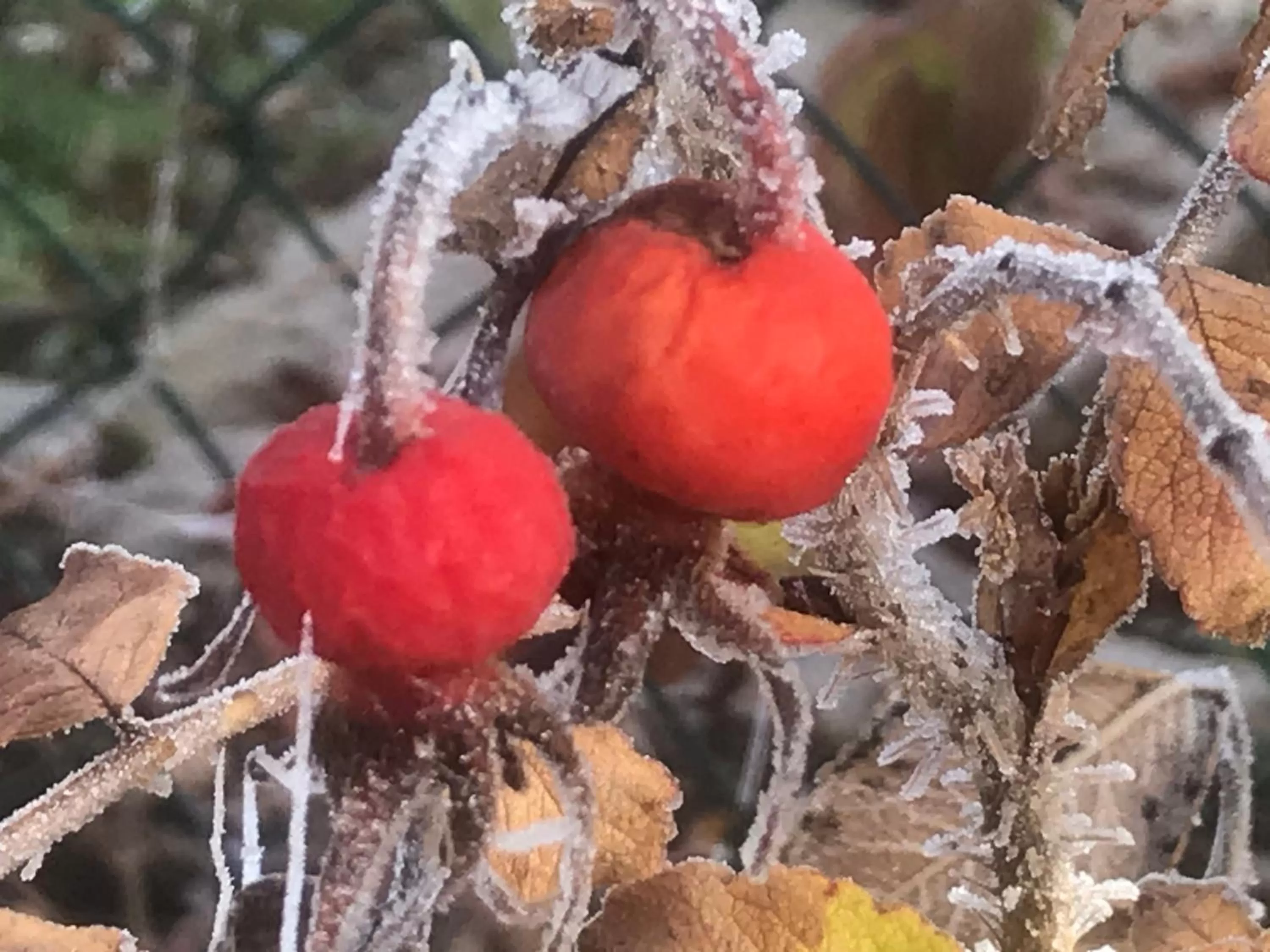 Garden, Food in Bed and Breakfast Bavaria München
