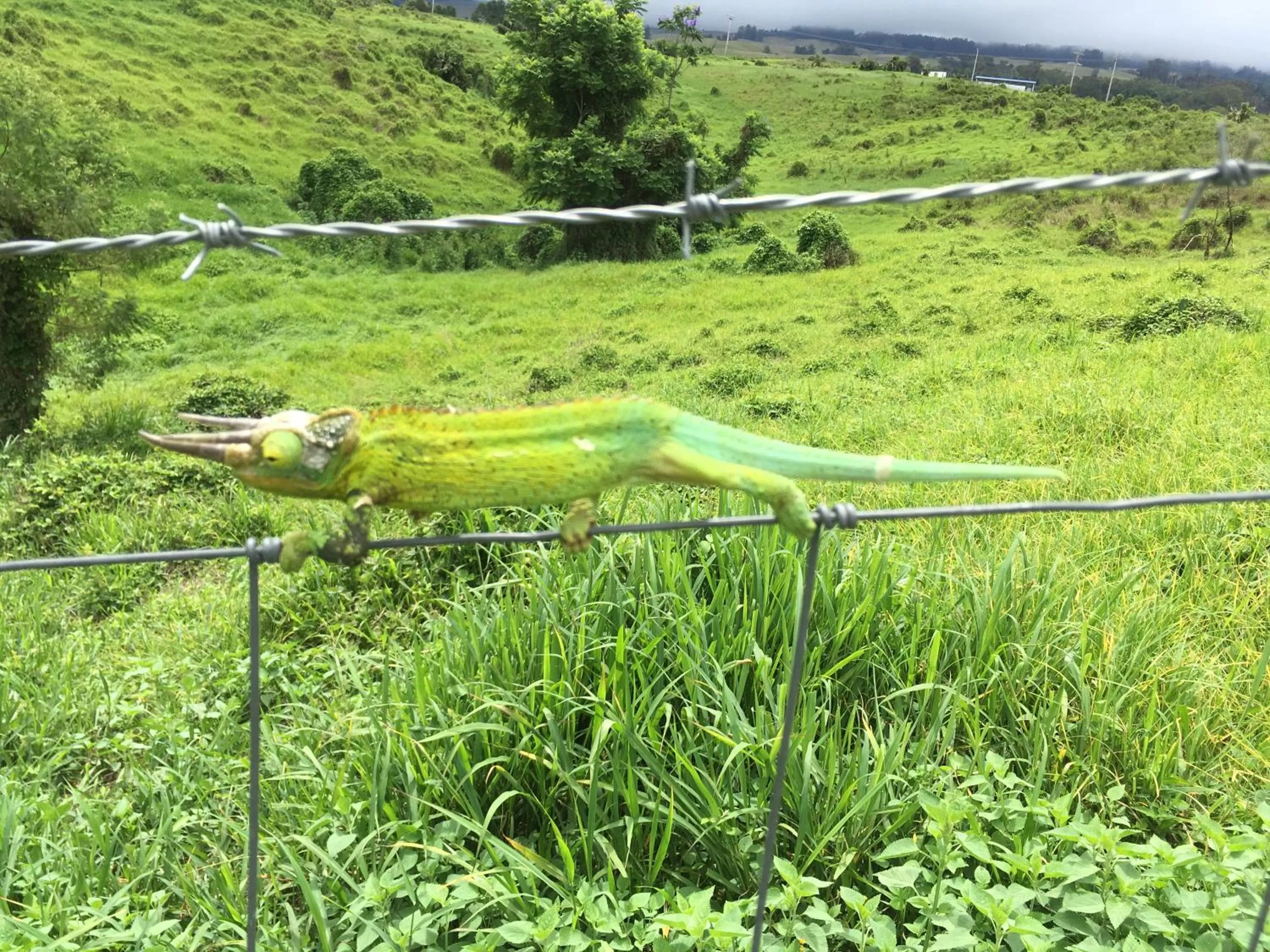 Animals, Other Animals in Ha'le Kiana