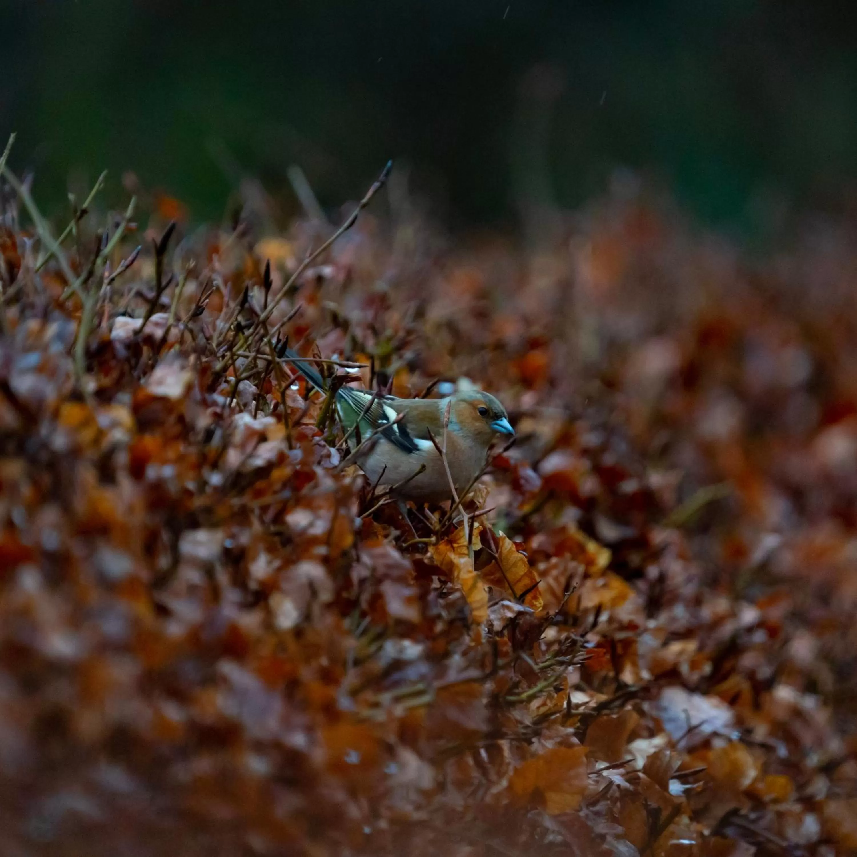 Animals in Retreat at The Knowe Auchincruive Estate