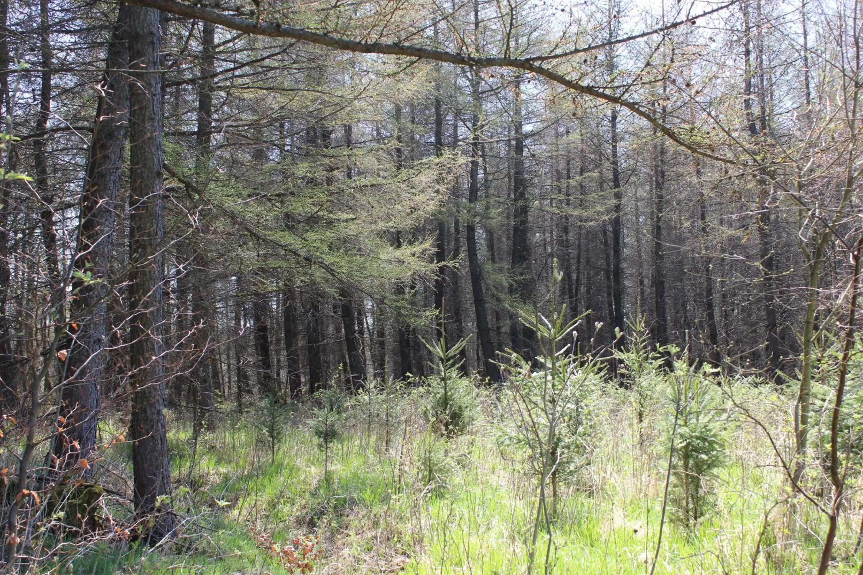 Natural Landscape in Waldgasthof Bad Einsiedel