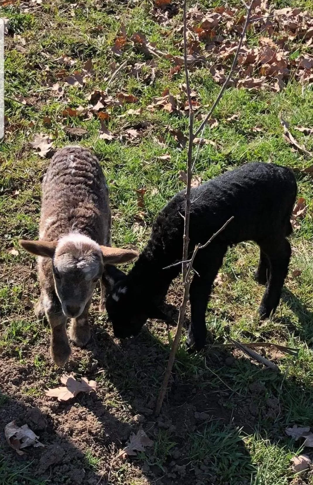 Property building in Pensiunea SilvAnka