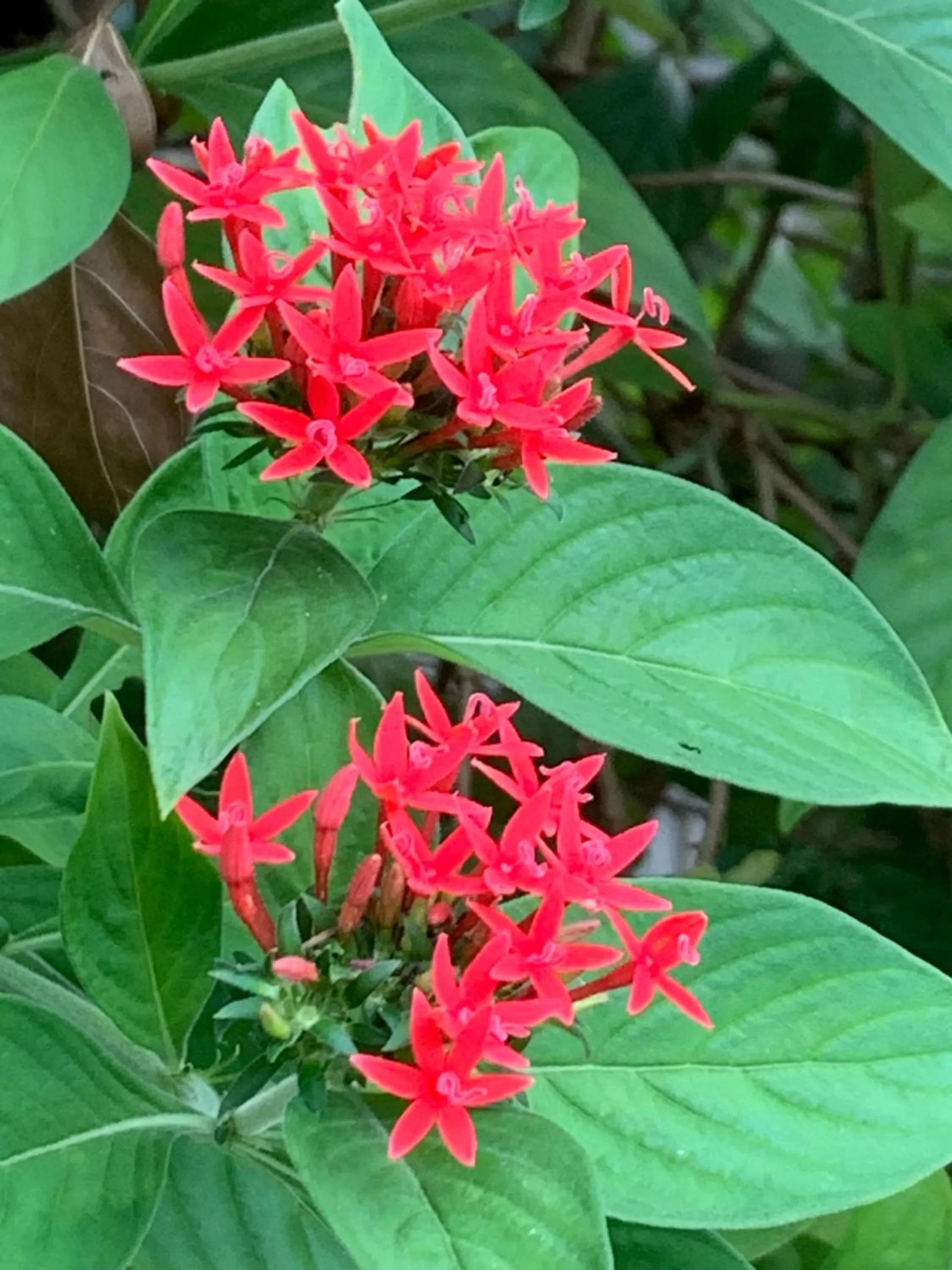 Garden in Villa DeLorenta