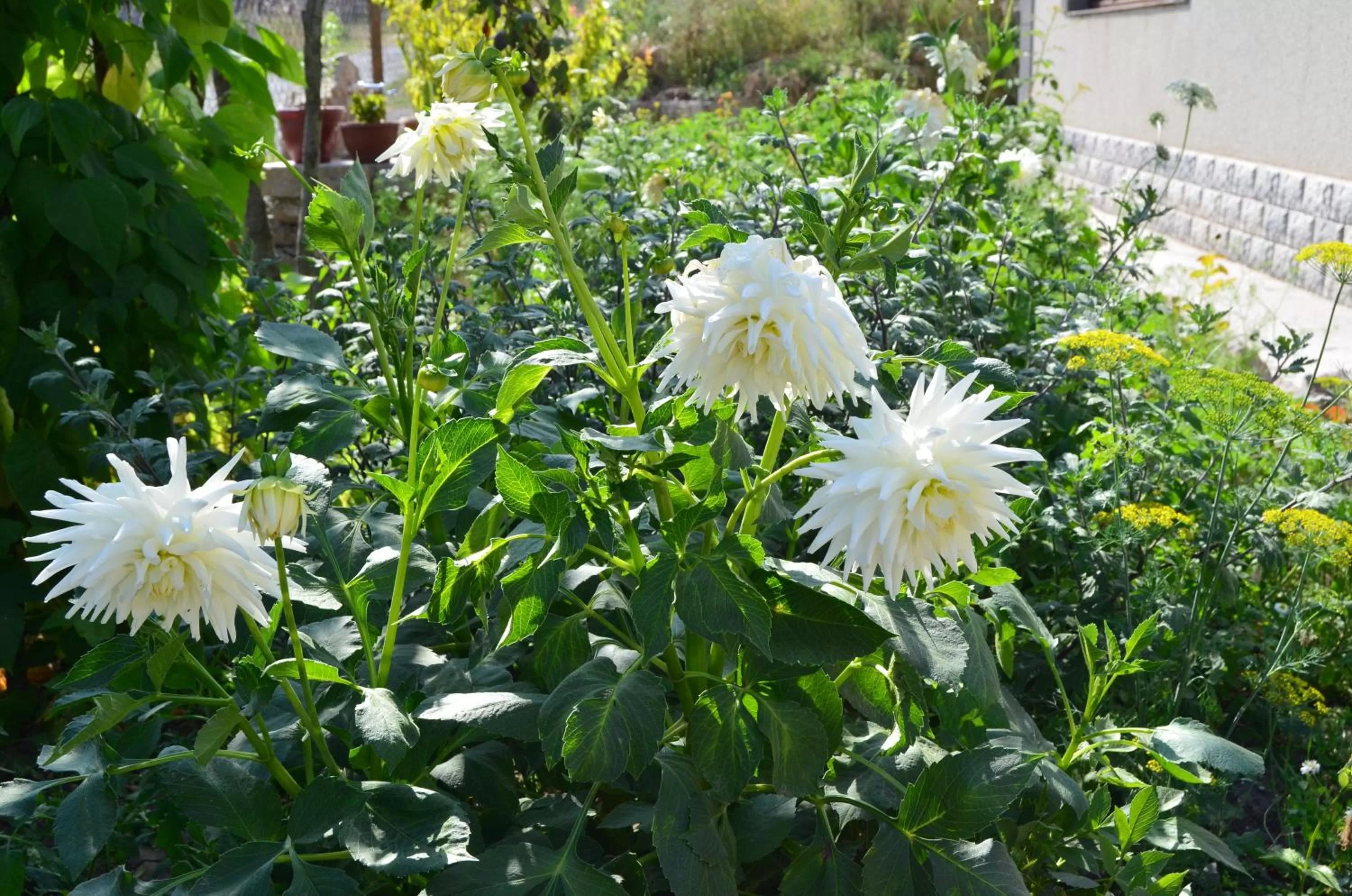 Property building, Garden in Green Dilijan B&B