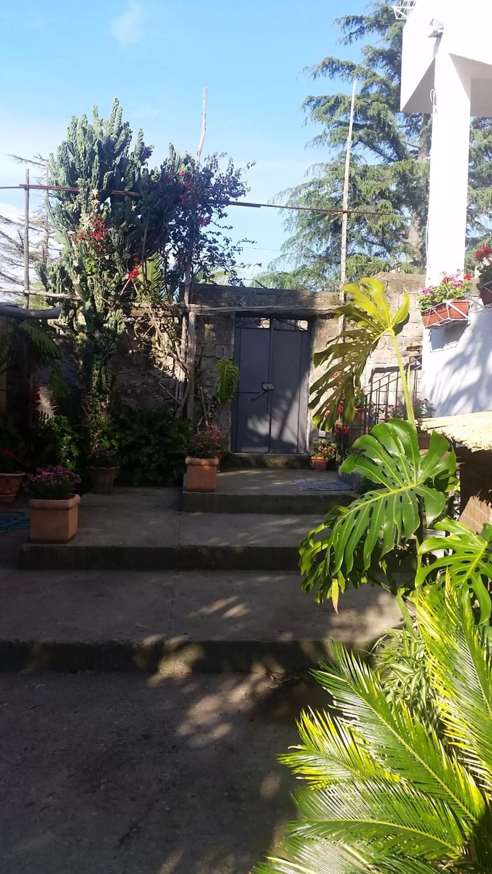 Garden in Casa Carolina B&B