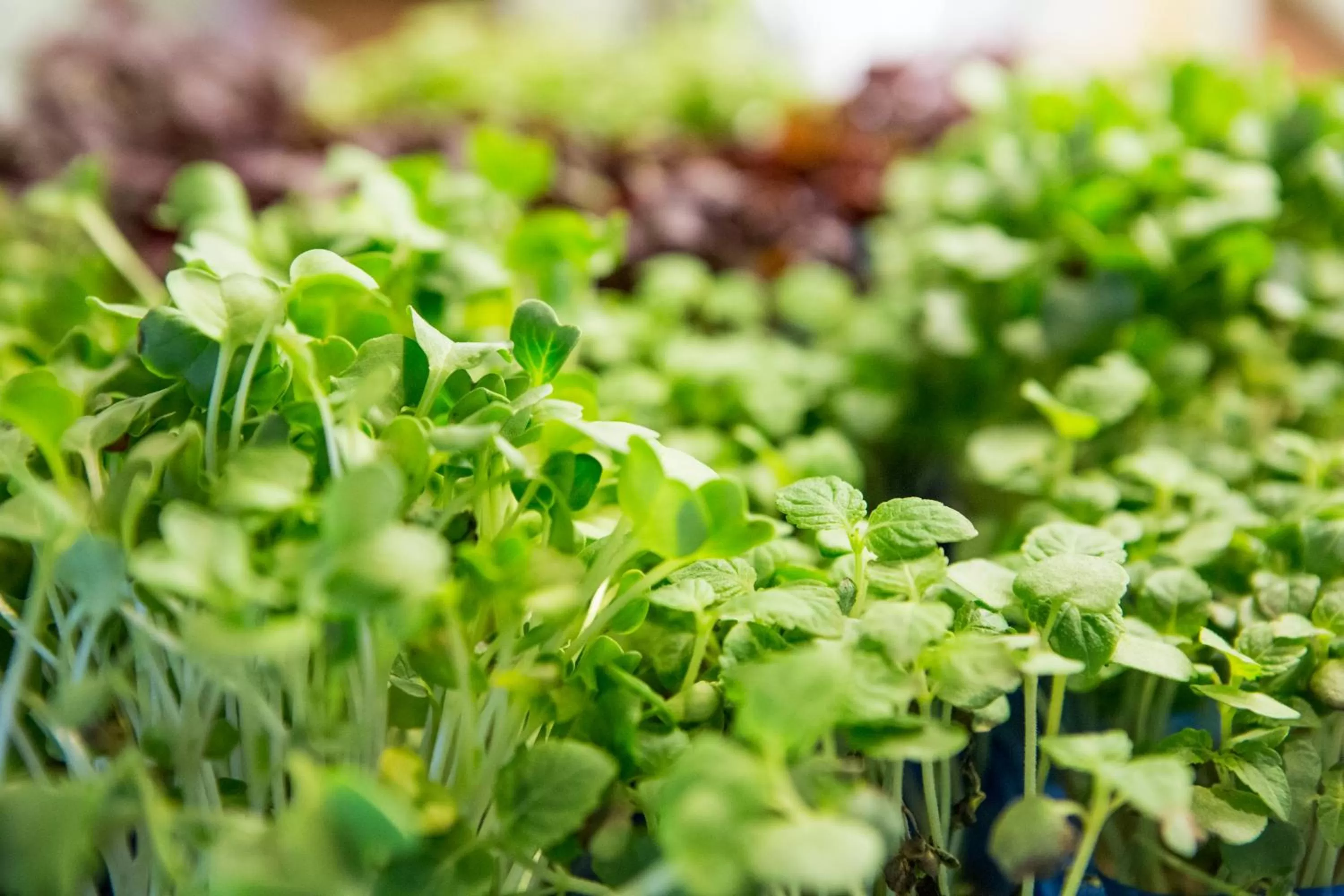 Buffet breakfast in Auszeit Hotel Düsseldorf - das Frühstückshotel