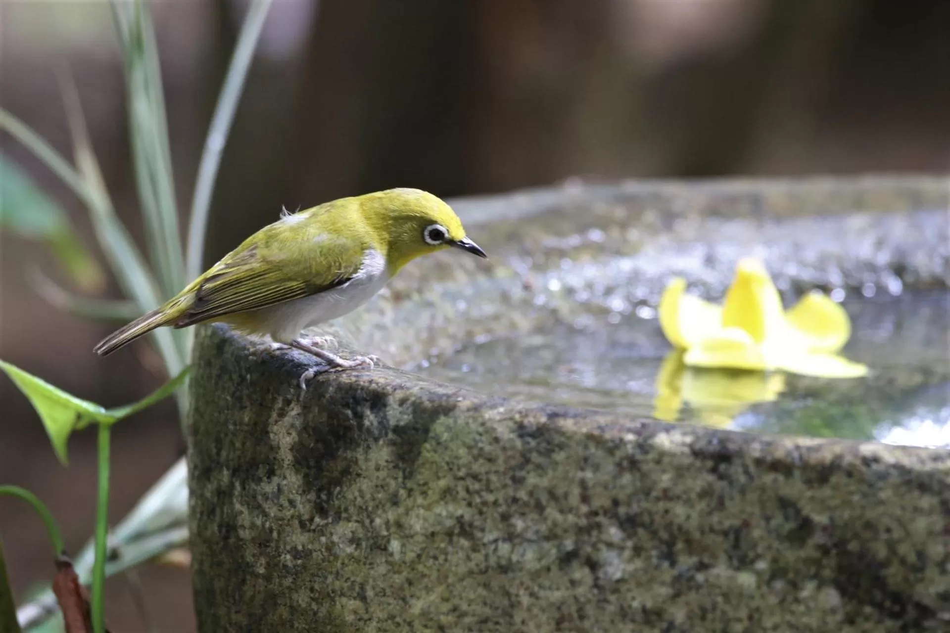 Animals, Other Animals in The Spice House Mirissa
