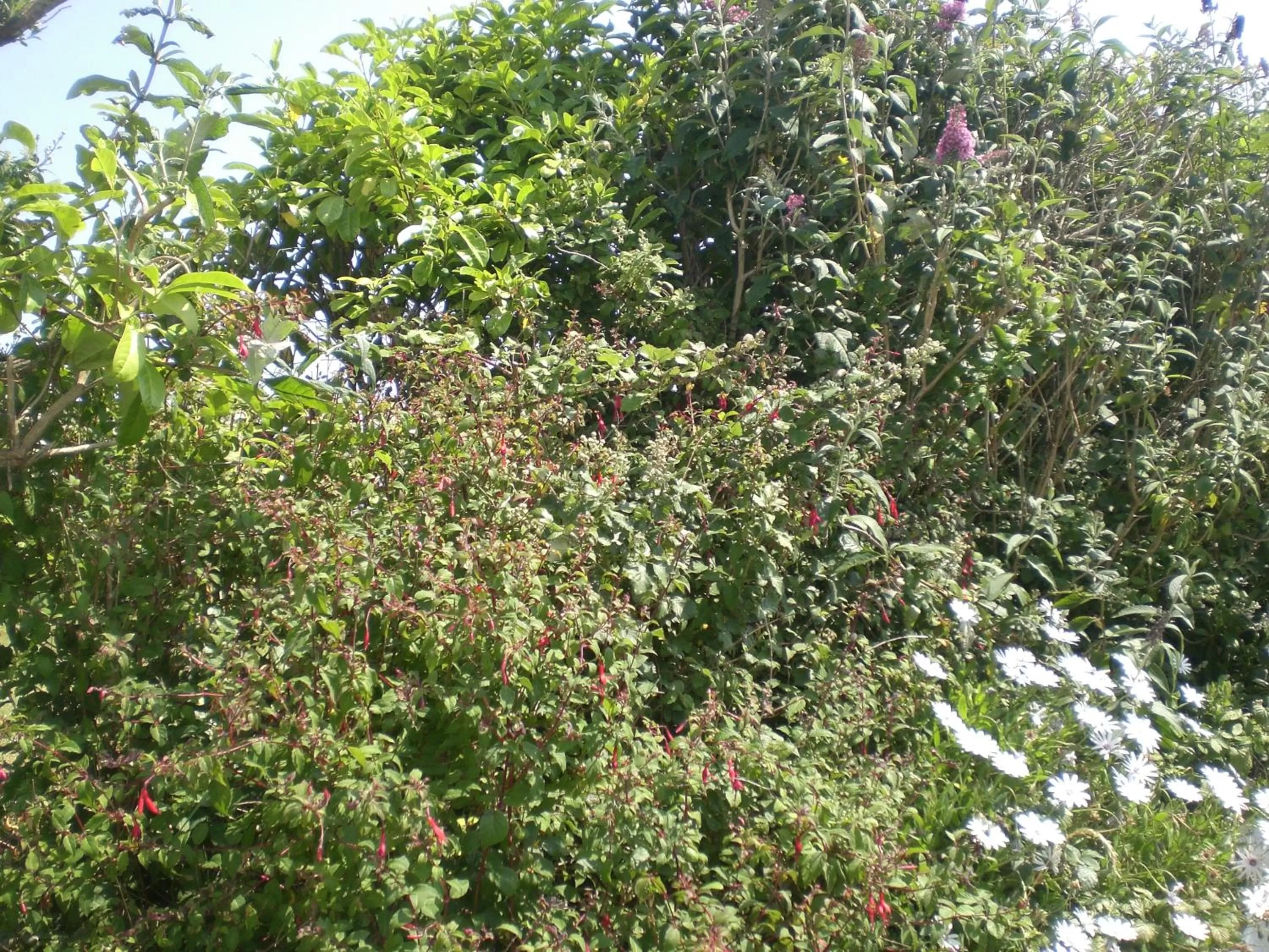 Garden view in Le Dolmen