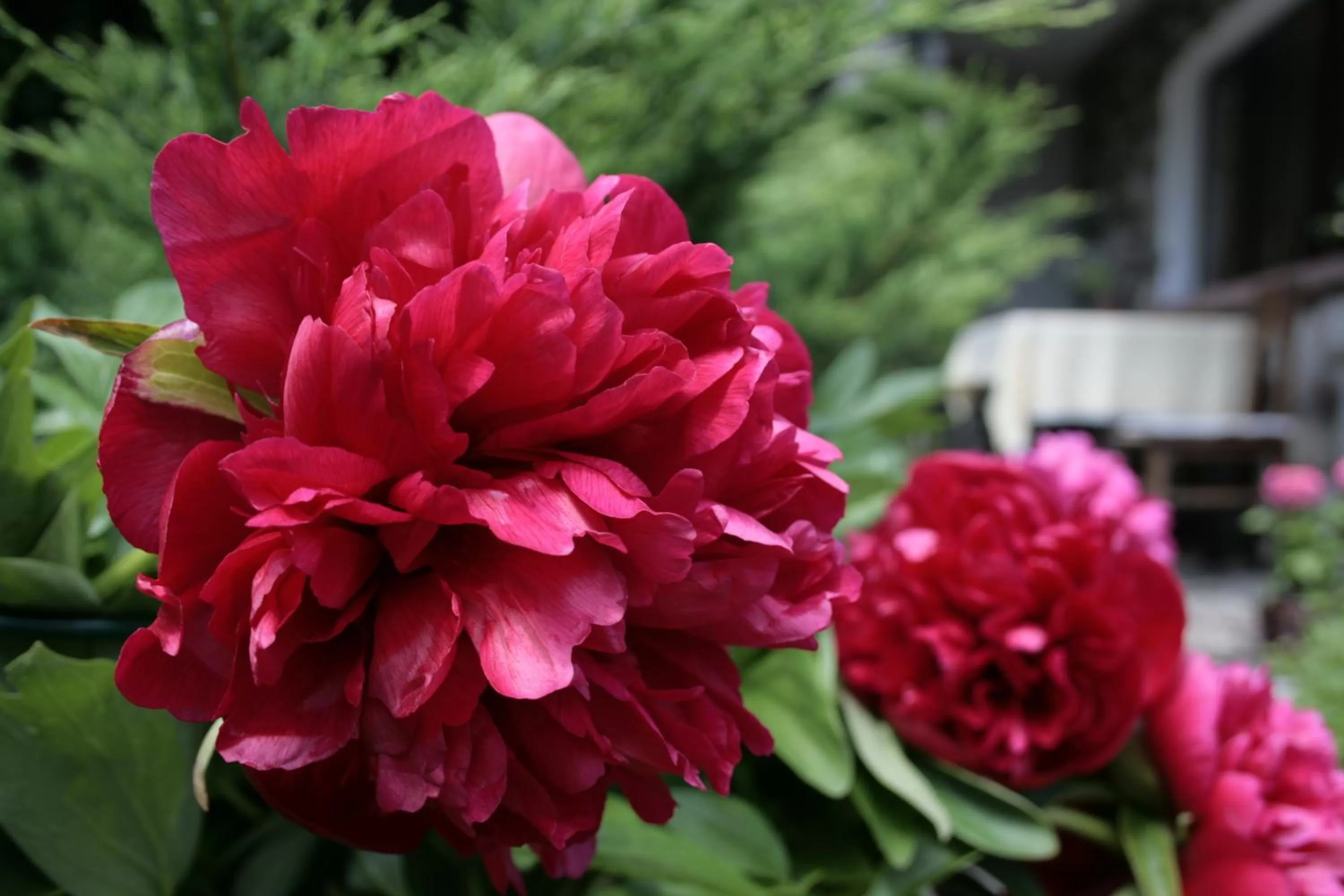 Decorative detail in Gościniec i Herbaciarnia Pod Złotą Łyżwą