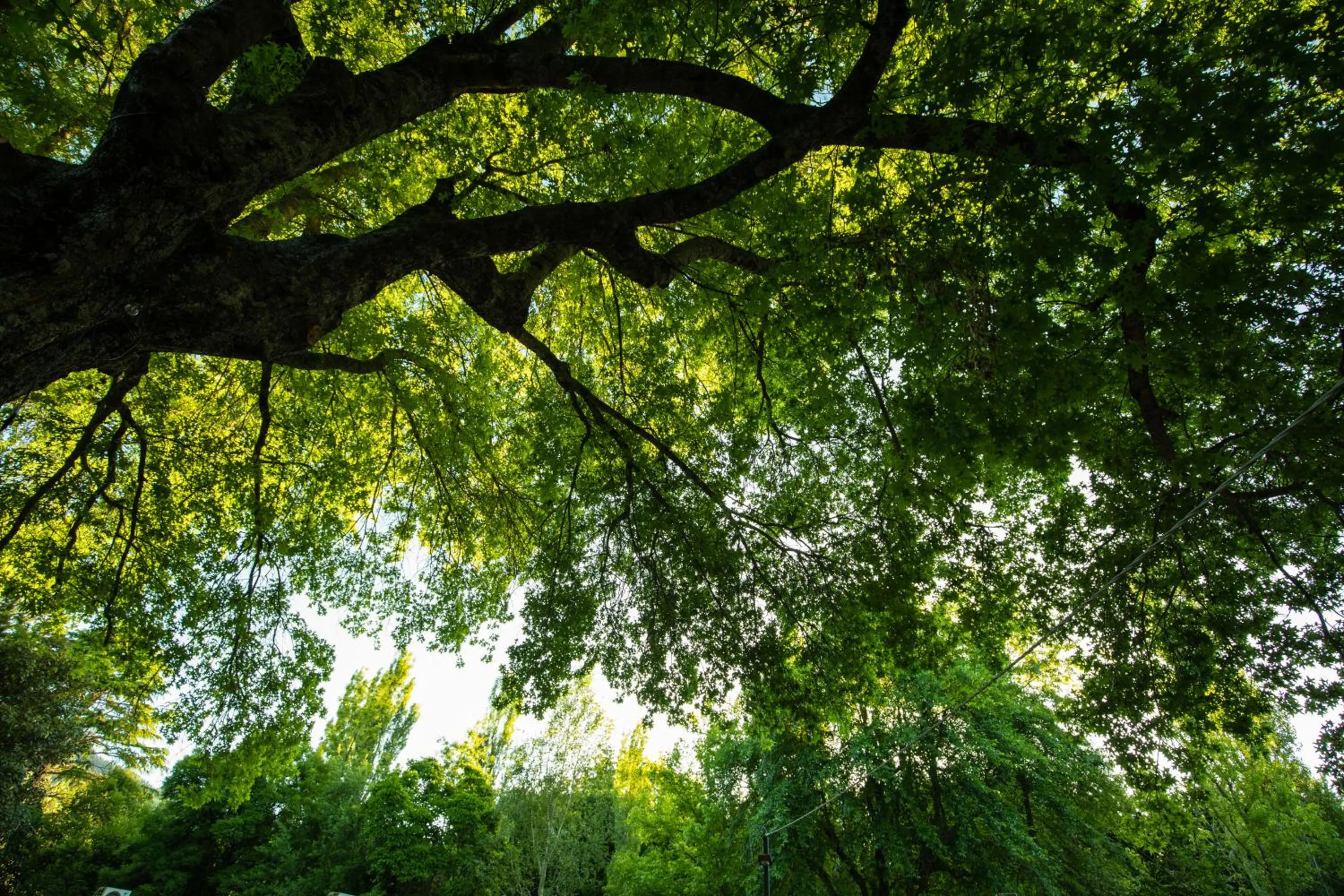 Spring in Adina Lodge Holiday Apartments