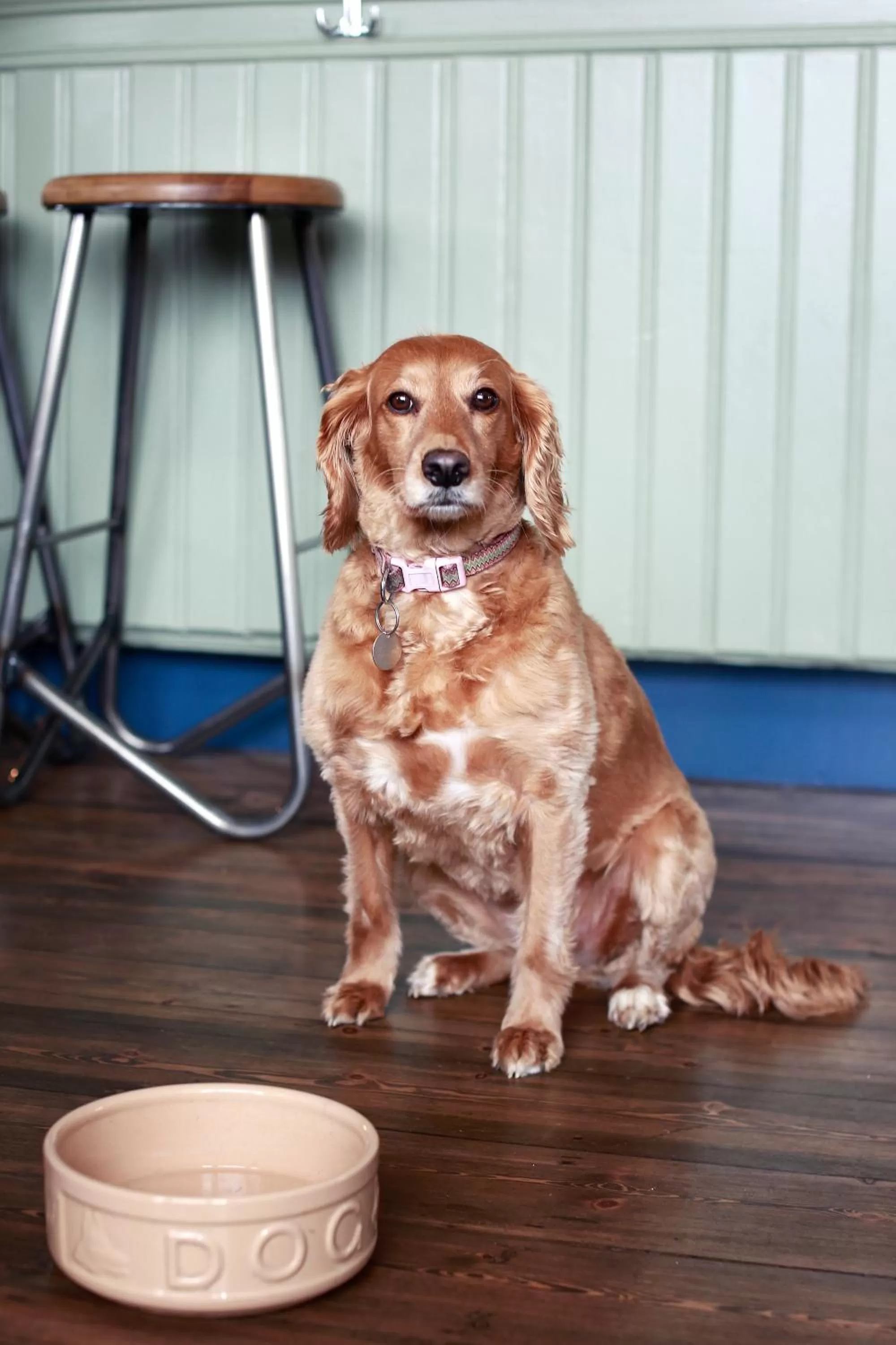 Pets in José Pizarro The Swan Inn