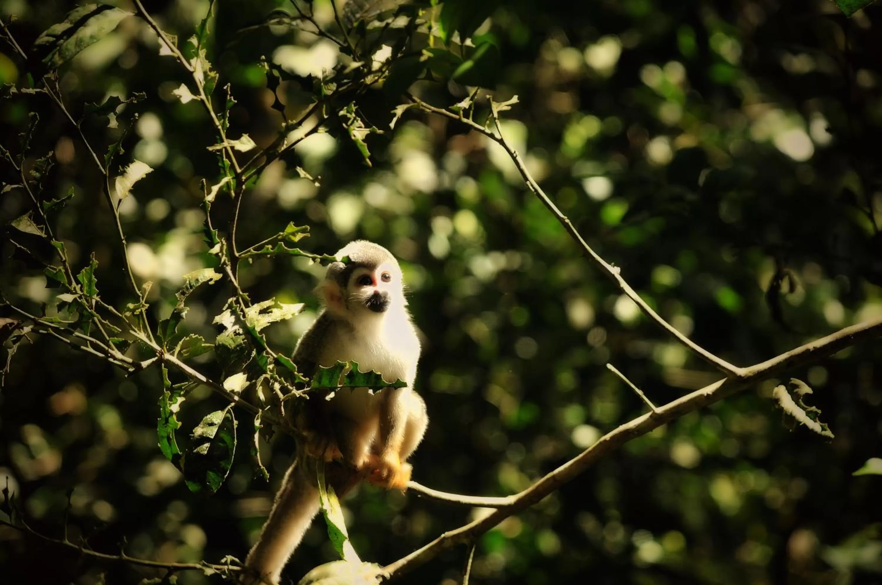 Garden, Pets in Spa Hosteria Miramelindo