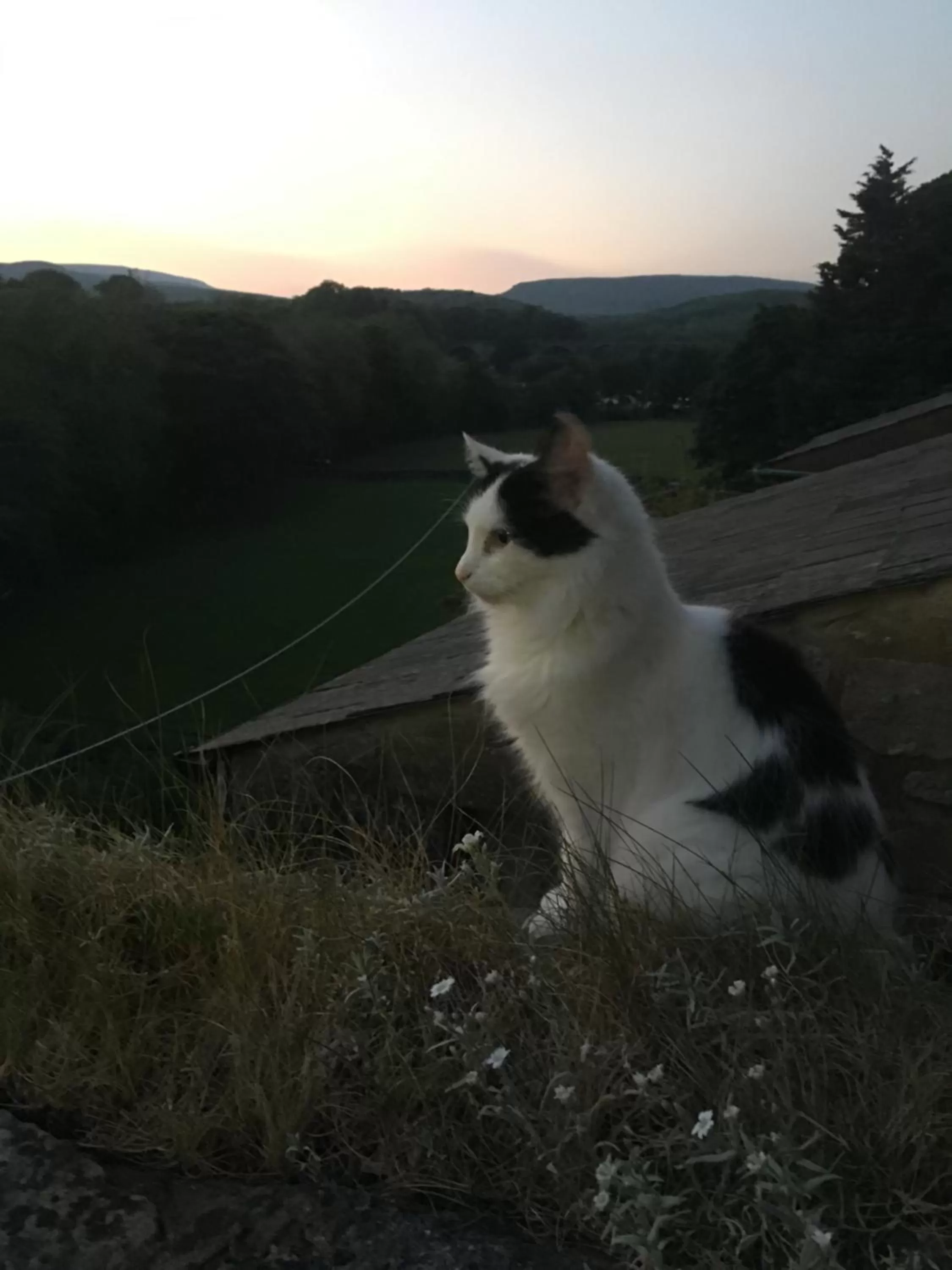 Inglenook Guest House