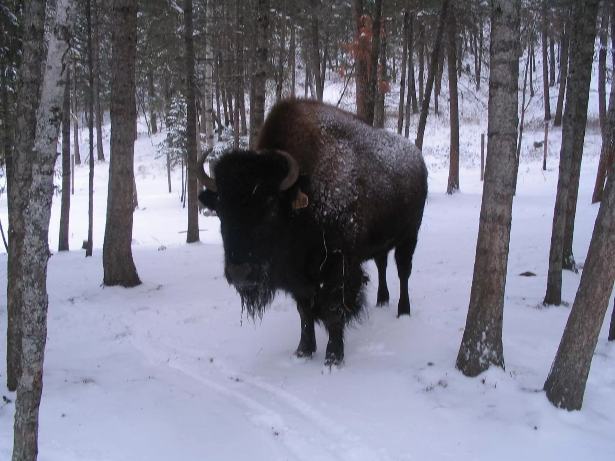 Other in Lonesome Dove Ranch