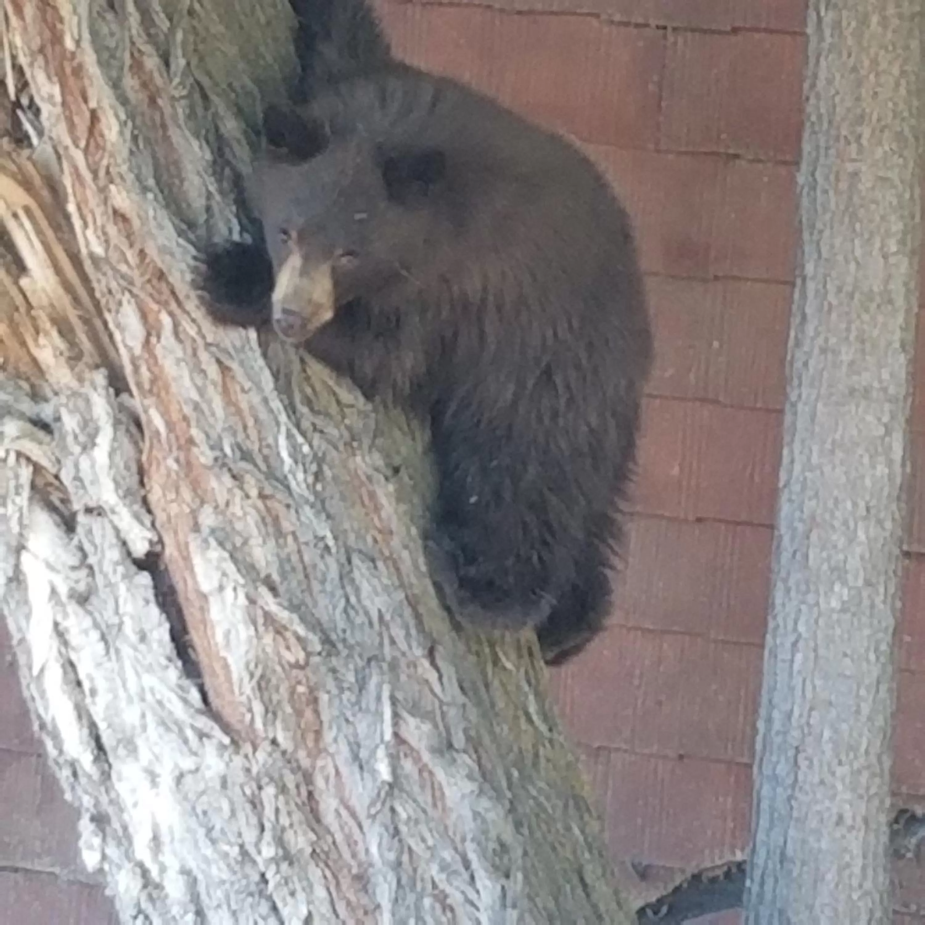 Animals in Budget 8 Motel