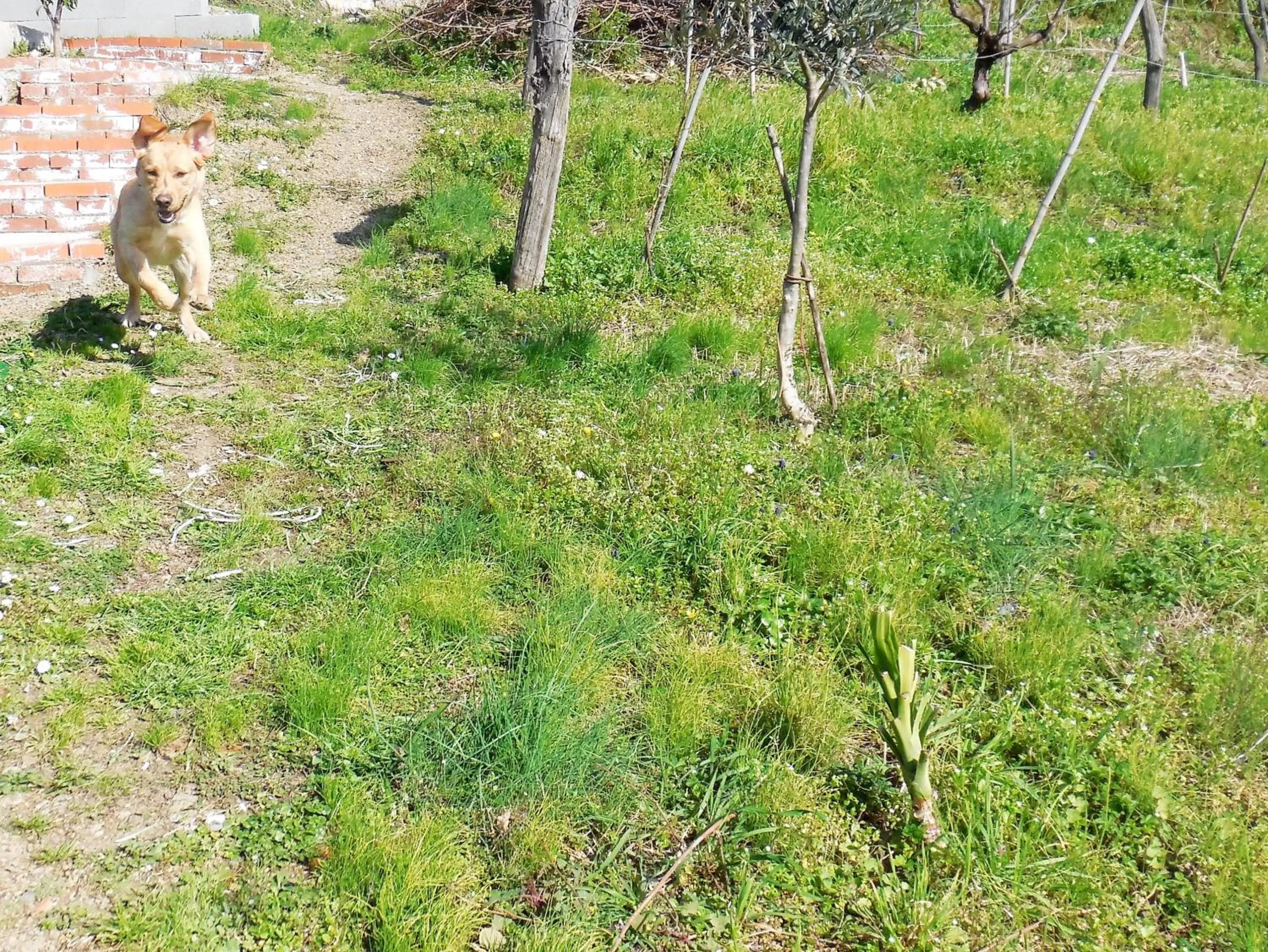 Pets in Marika's Home