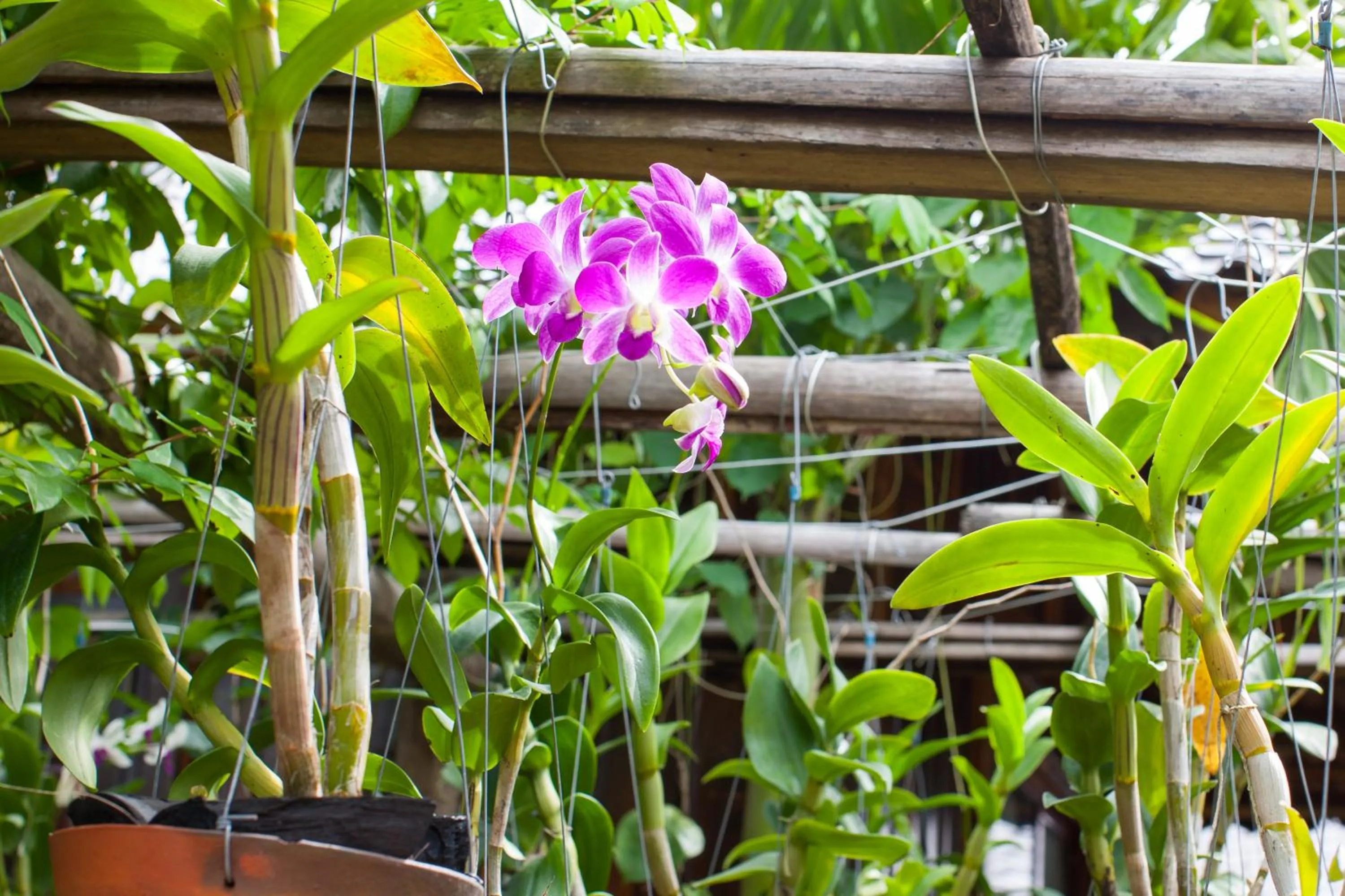 Garden in Elwood Premier Resort Phu Quoc