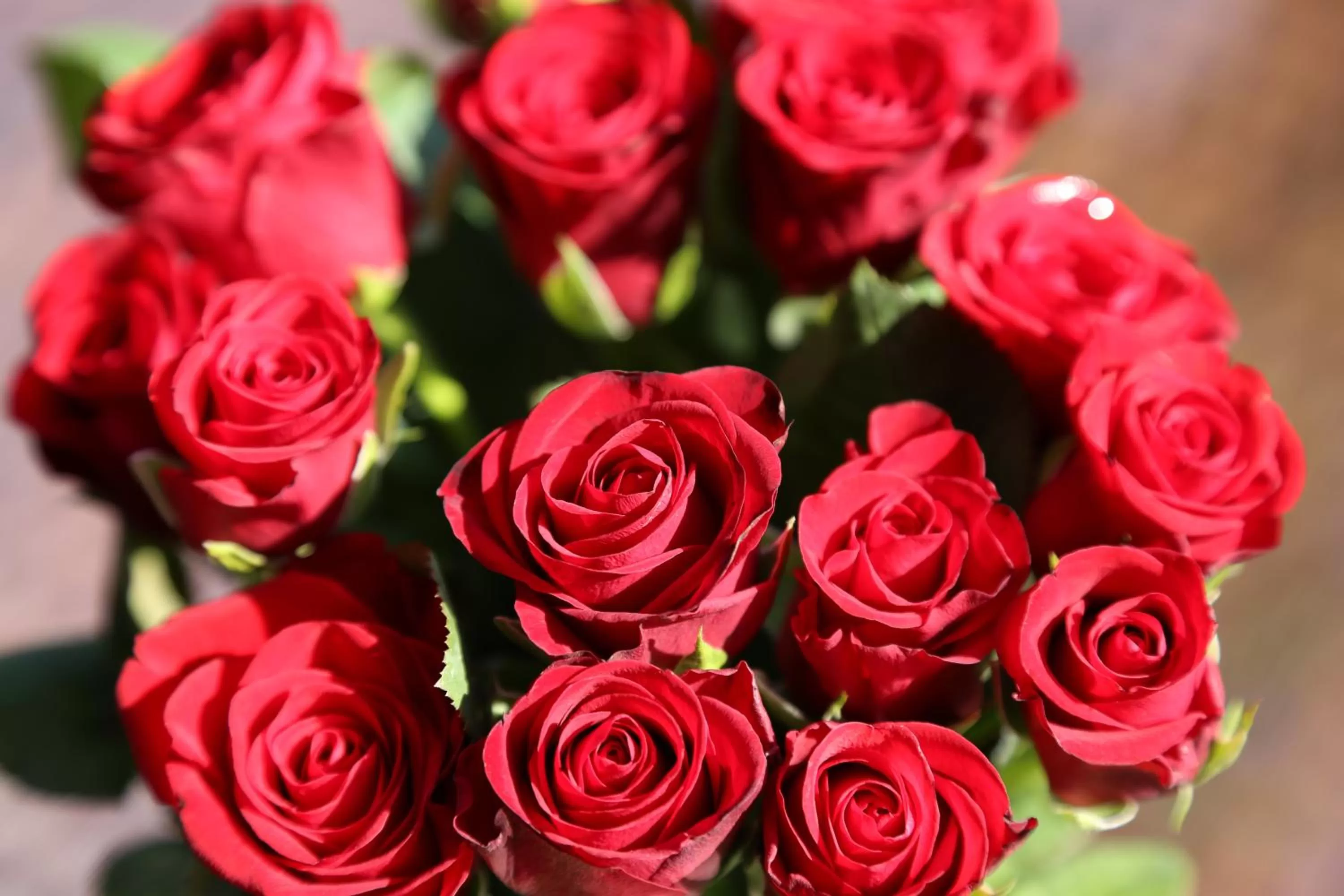 Garden in Villa Thea Hotel am Rosengarten