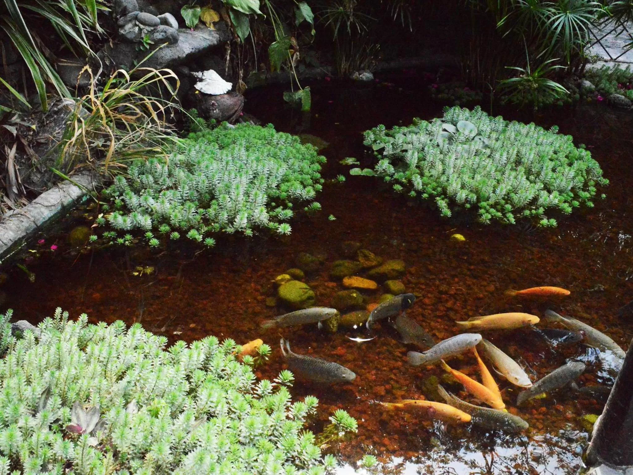 Garden in Hotel boutique Teocalli