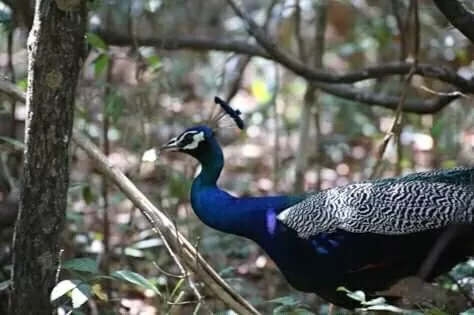 Activities, Other Animals in Lake Bliss