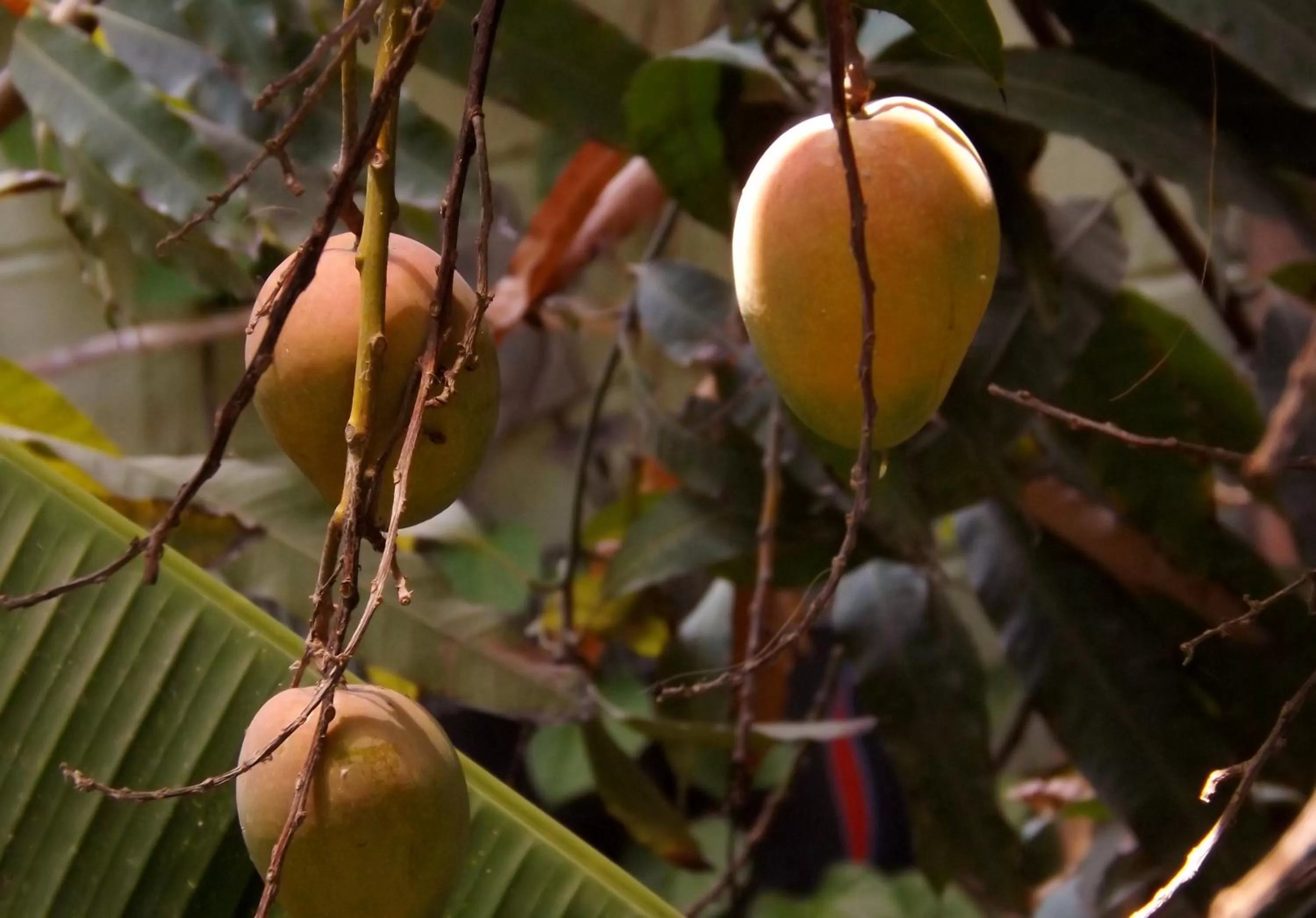 Food and drinks, Other Animals in Hotel Posada Señor Mañana