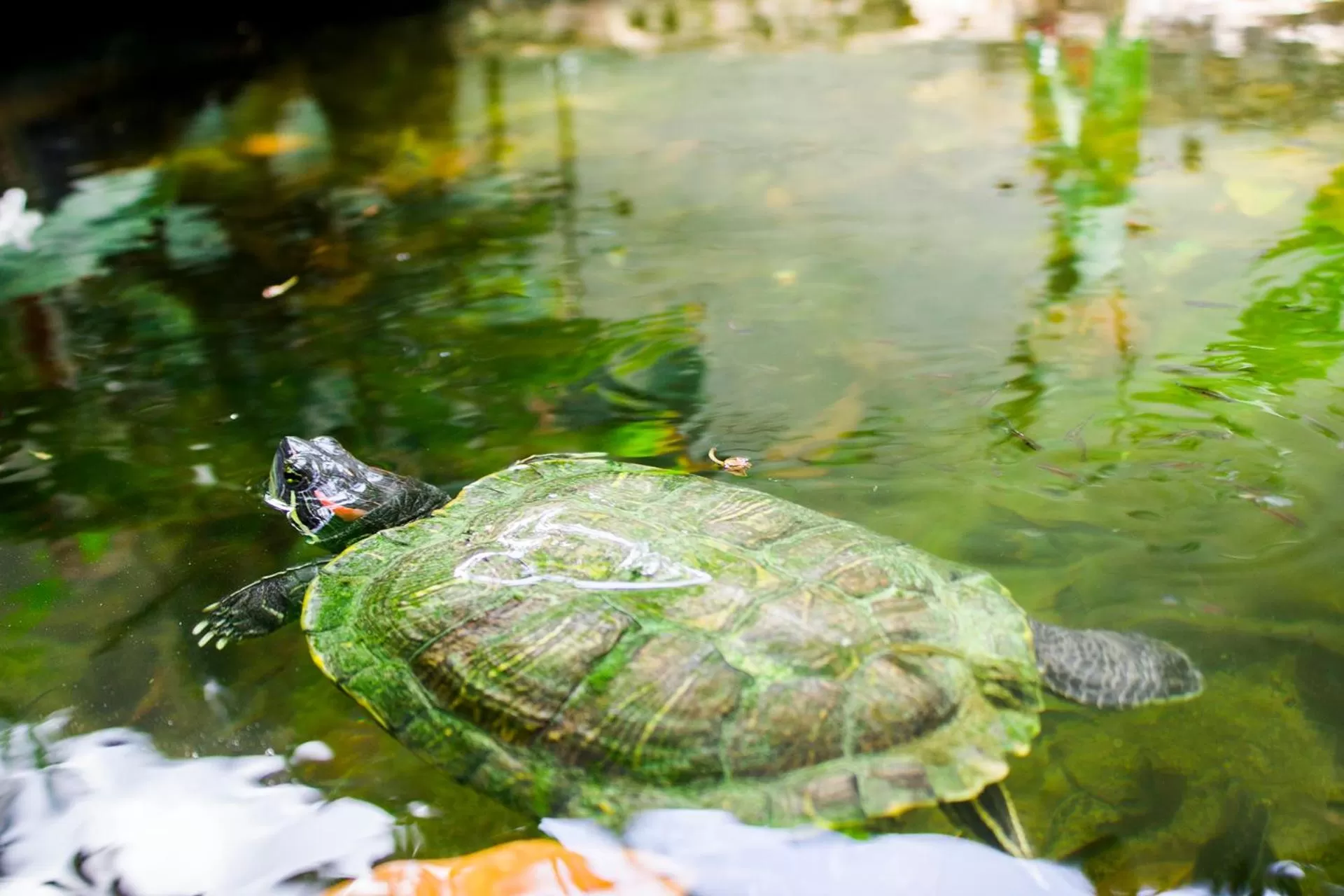 Animals in Casa De Los Pájaros - B&B