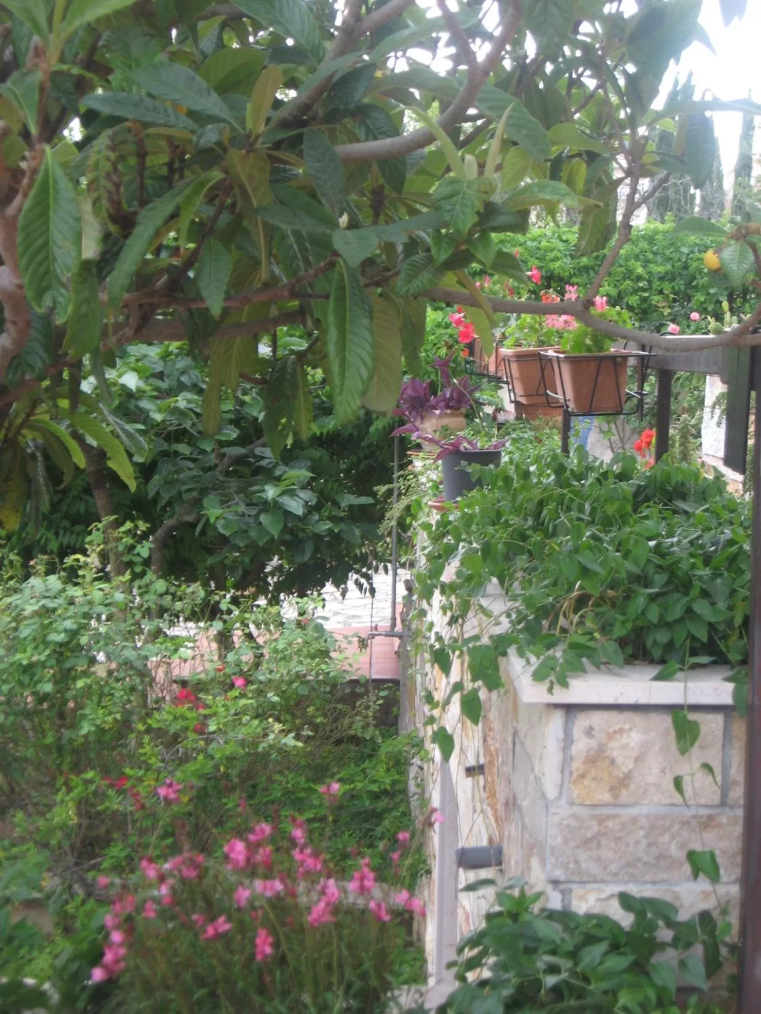 Garden in Villa Ruberto