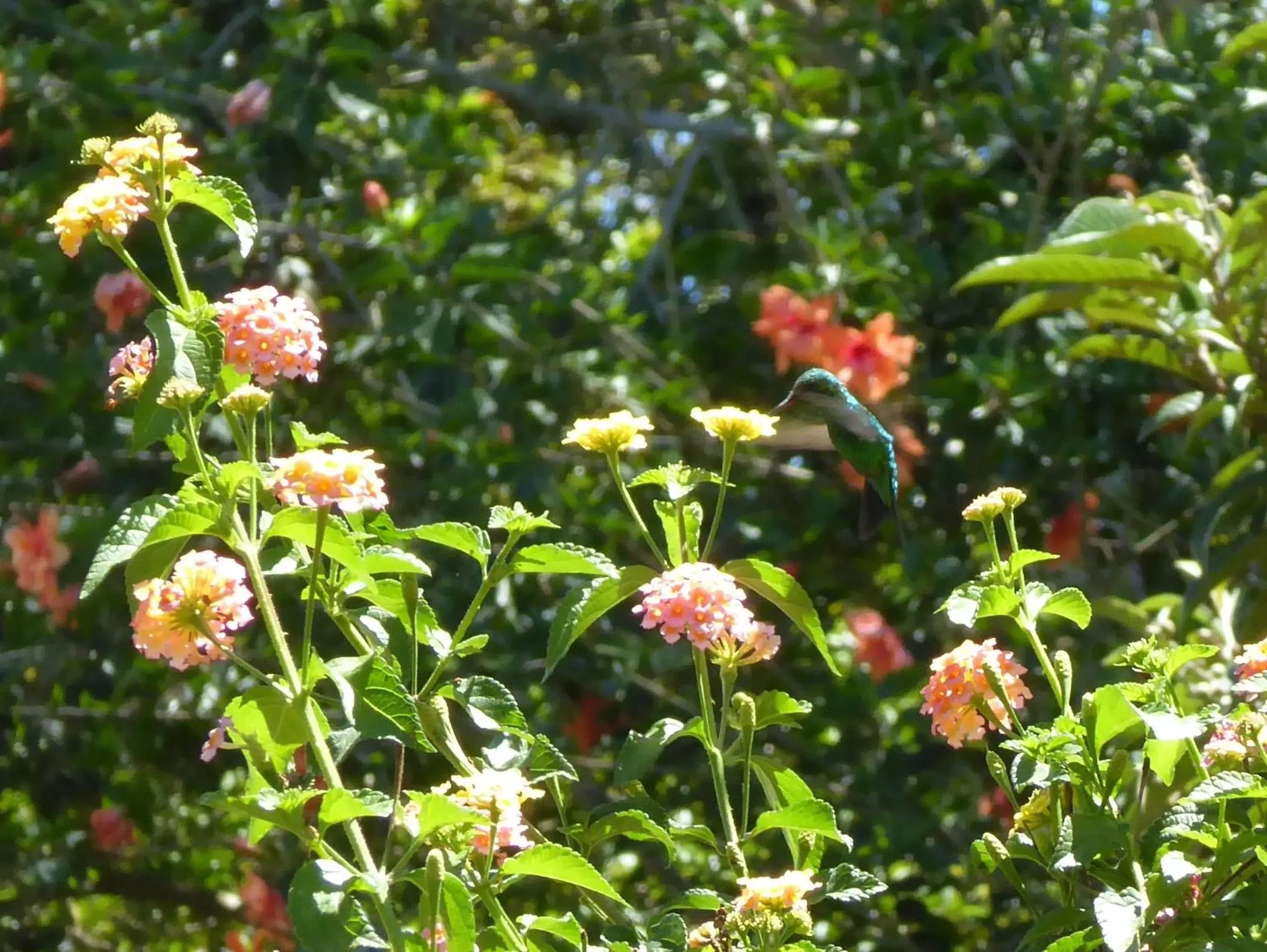 Animals, Garden in Finca El Cielo