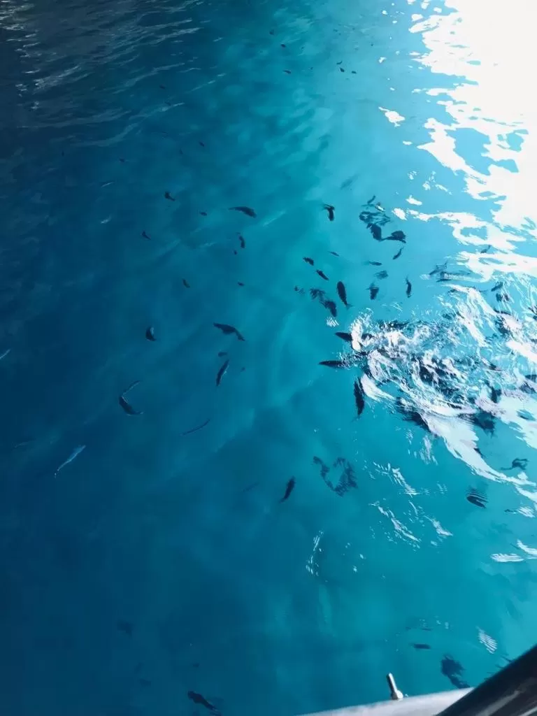 Other Animals in B&b Calabria mare